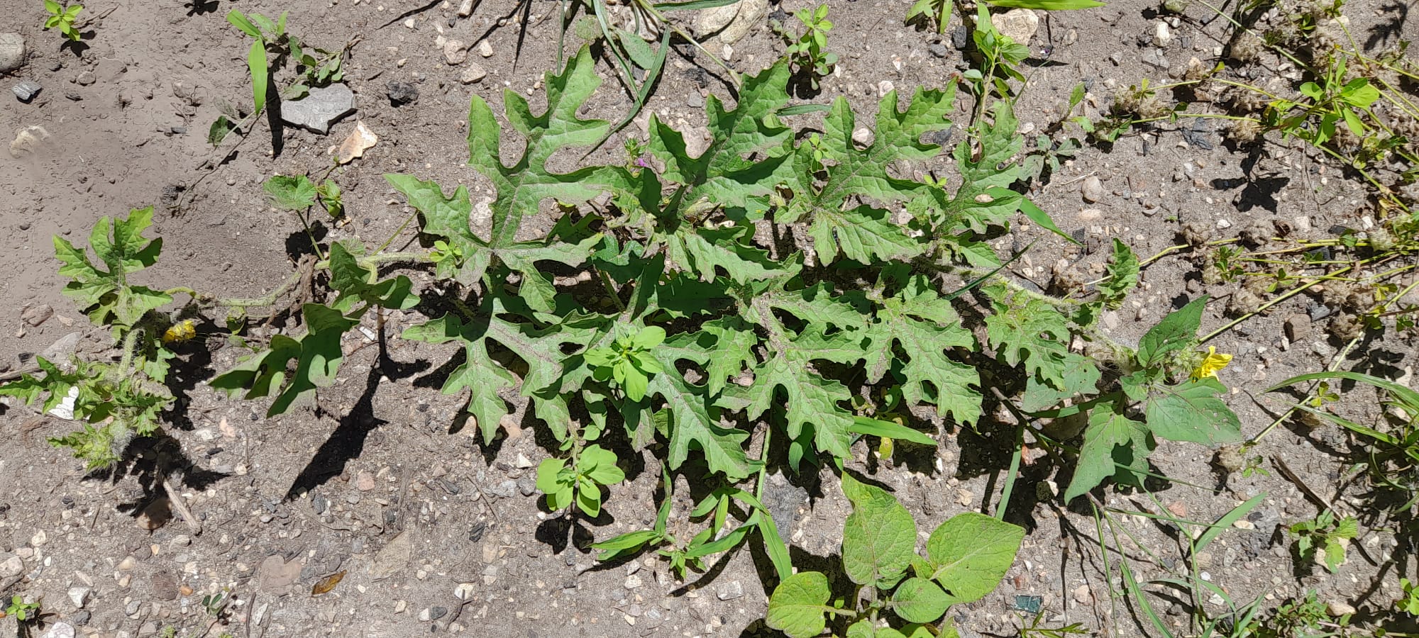 Melancia