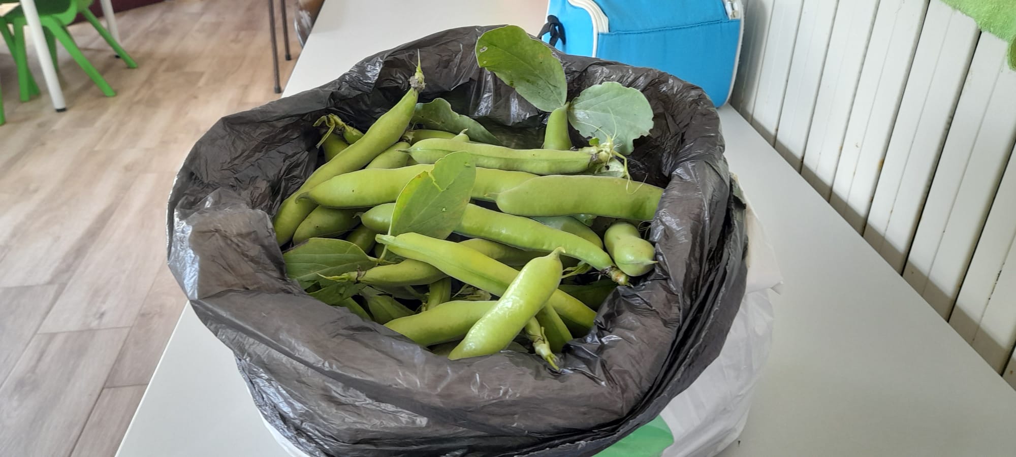 Apanha da fava