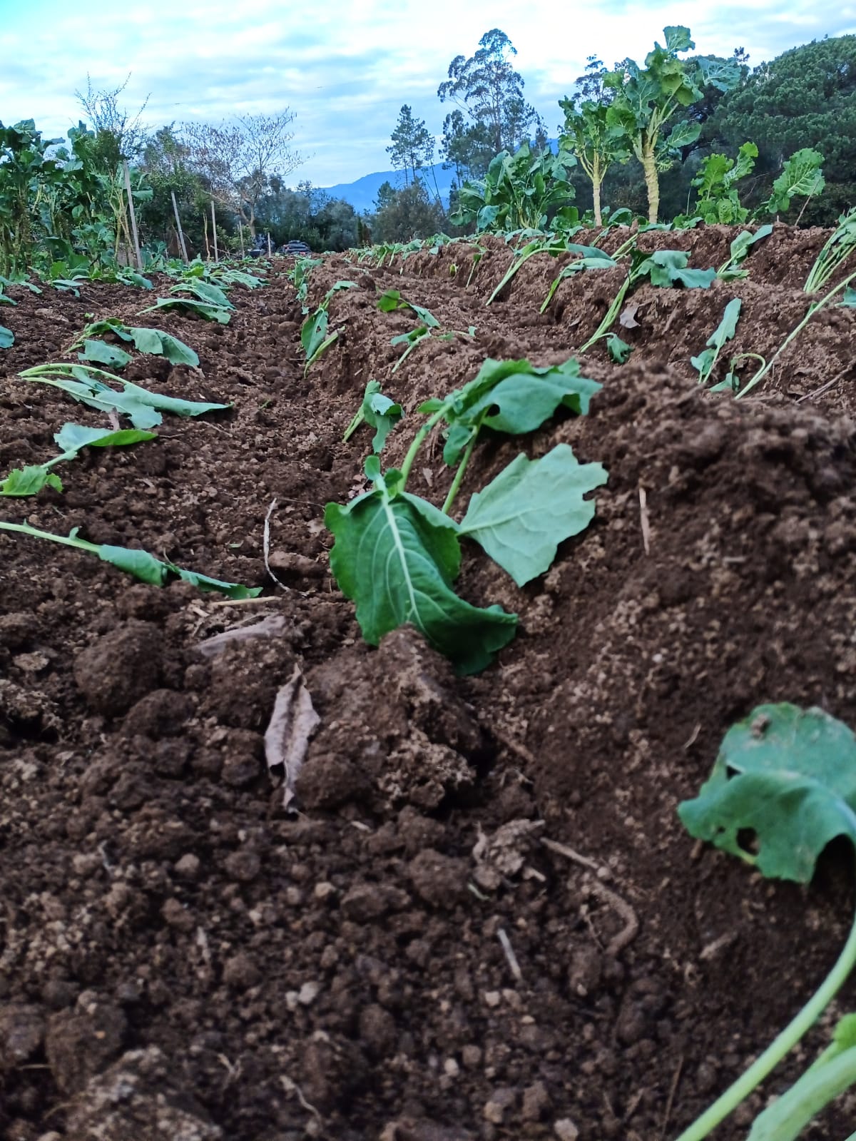 Plantação de couves