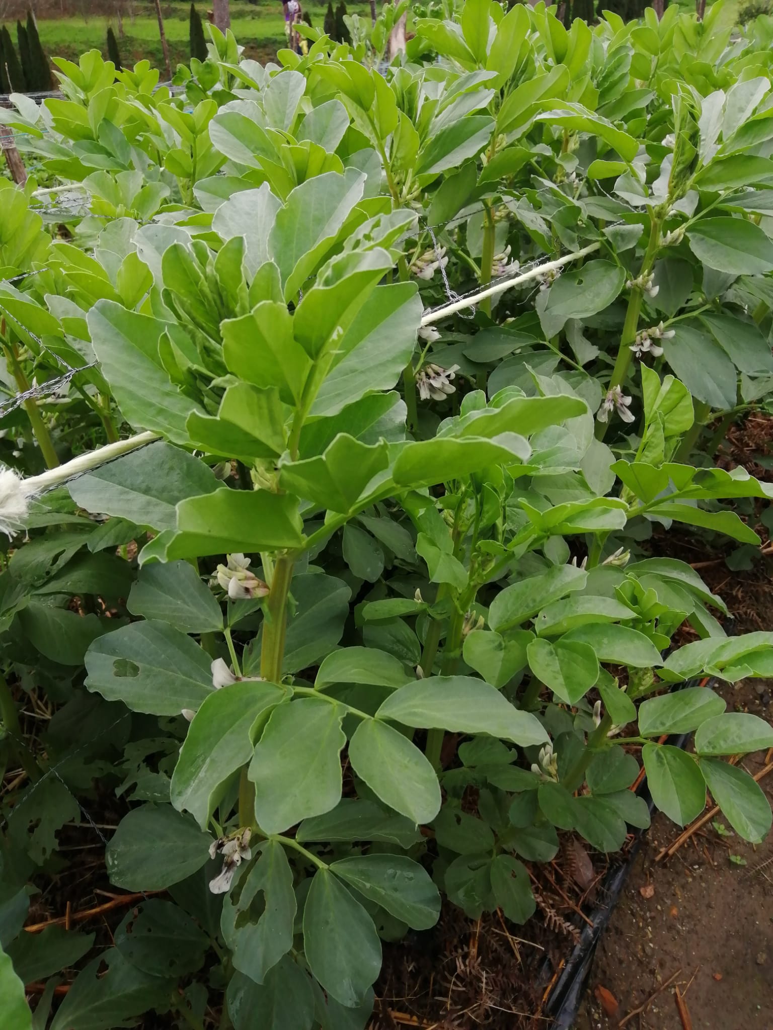 Floração da cultura das Favas.