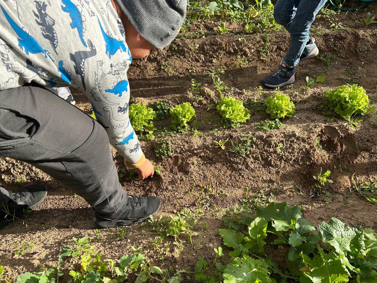 É necessária cuidar praticamente diariamente da nossa horta, nem que seja retirar ervas.