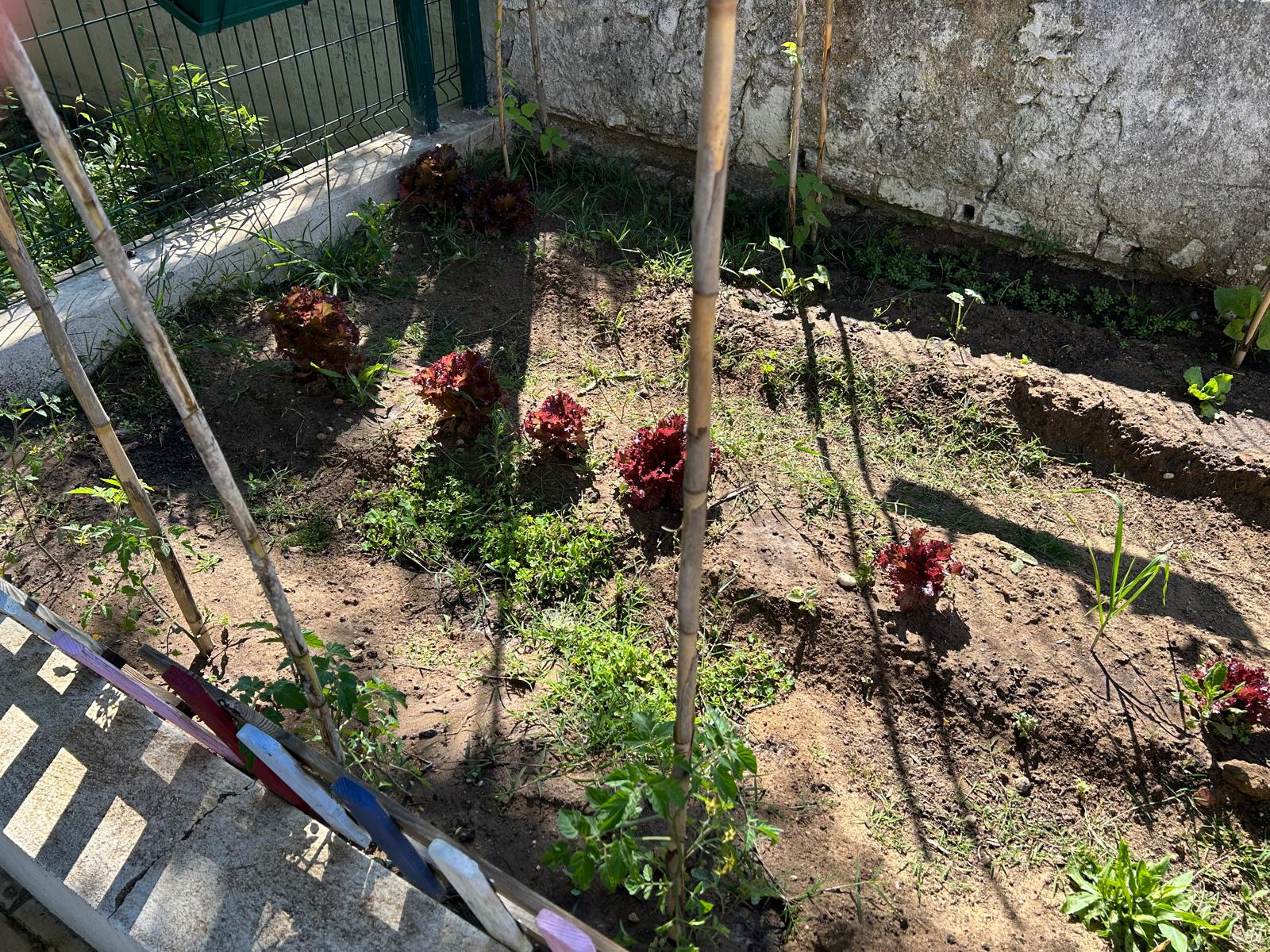 Em maio fizemos novas plantações, nomeadamente, feijão, várias qualidades de tomate e curgete.