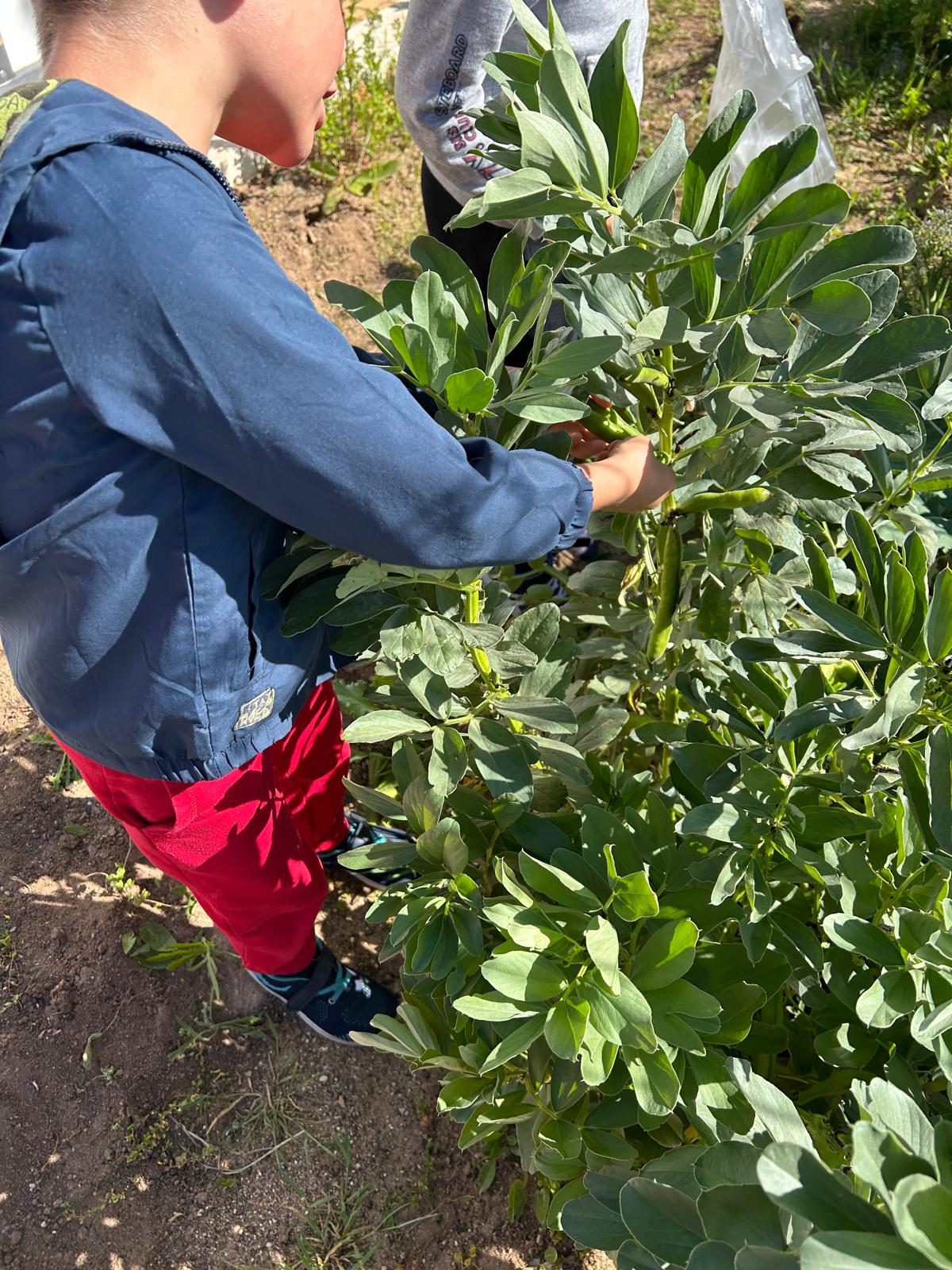 Durante o mês de maio colhemos as favas. Pela primeira vez alguns alunos viram favas, já para não falaram do visionamento da planta que dá a fava.
