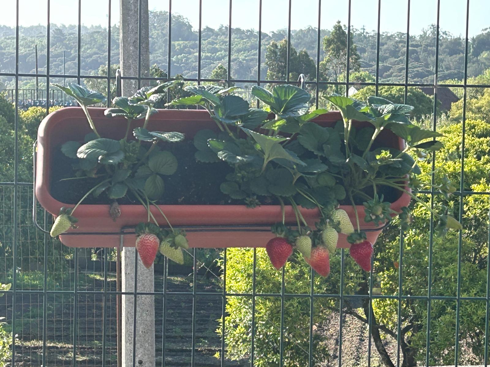 Pela primeira vez plantámos morangos, e cresceram muito bem, colhemos morangos enormes e bem docinhos. Algumas turmas confecionaram belos batidos, saudáveis e bem saborosos e espetadas de fruta maravilhosas.