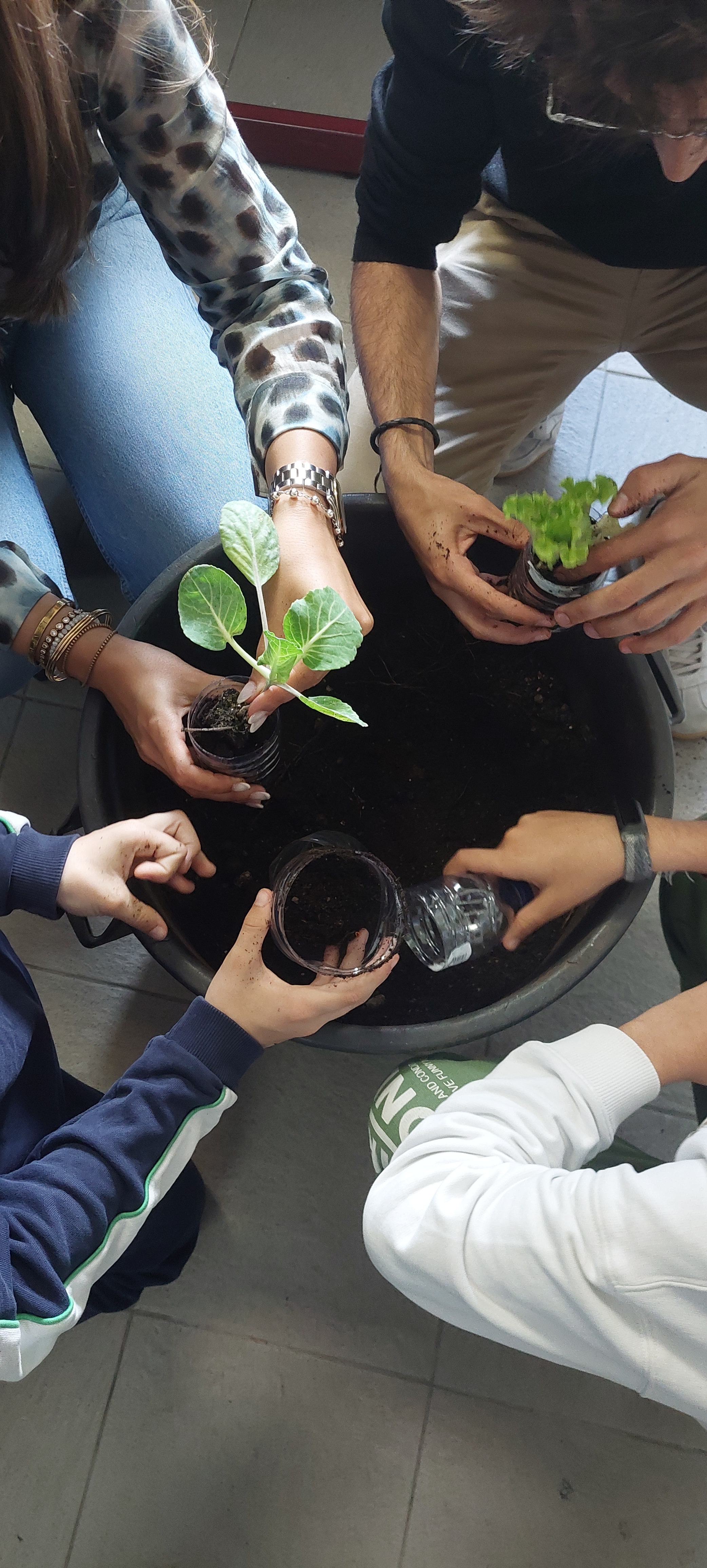 Transplantação de hortícolas para posterior plantação na horta.