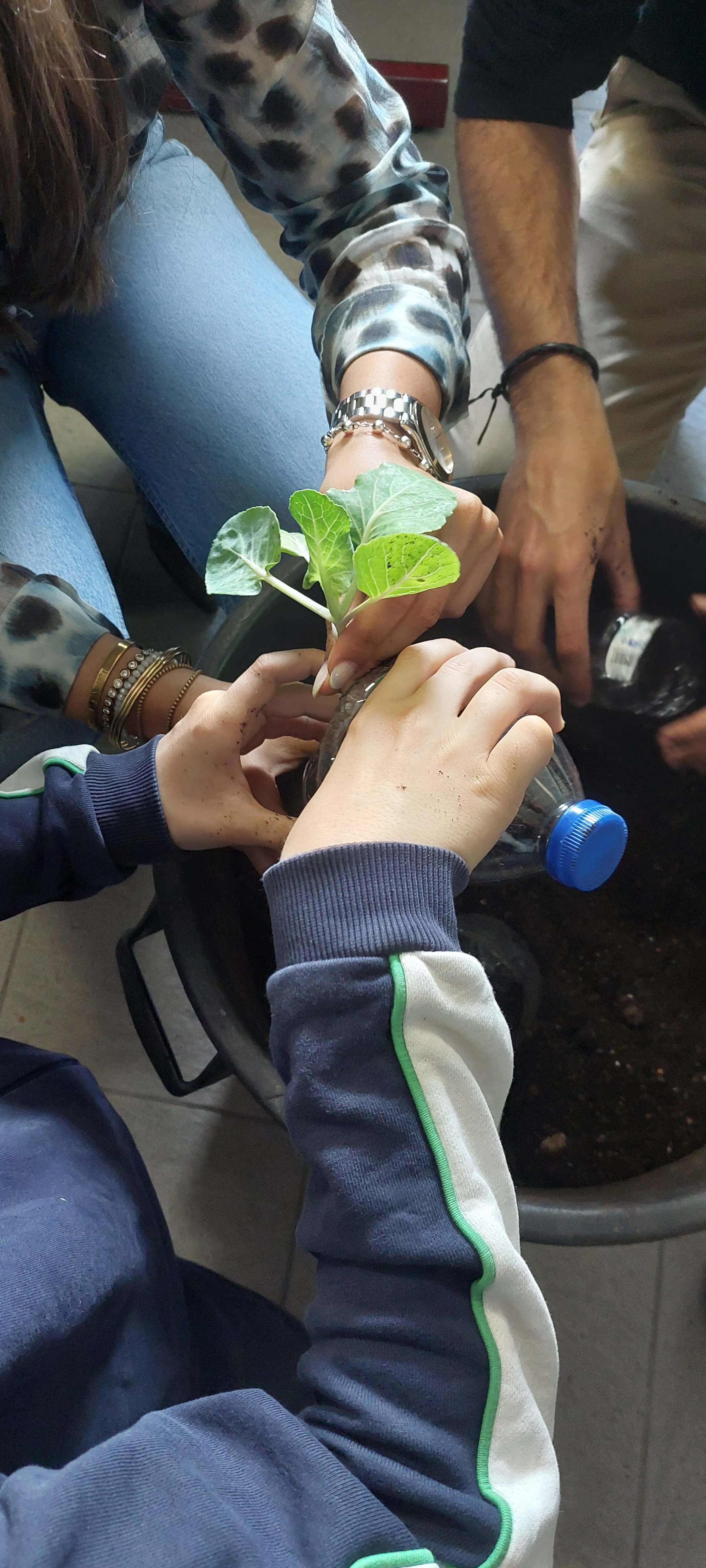 Transplantação de alfaces.