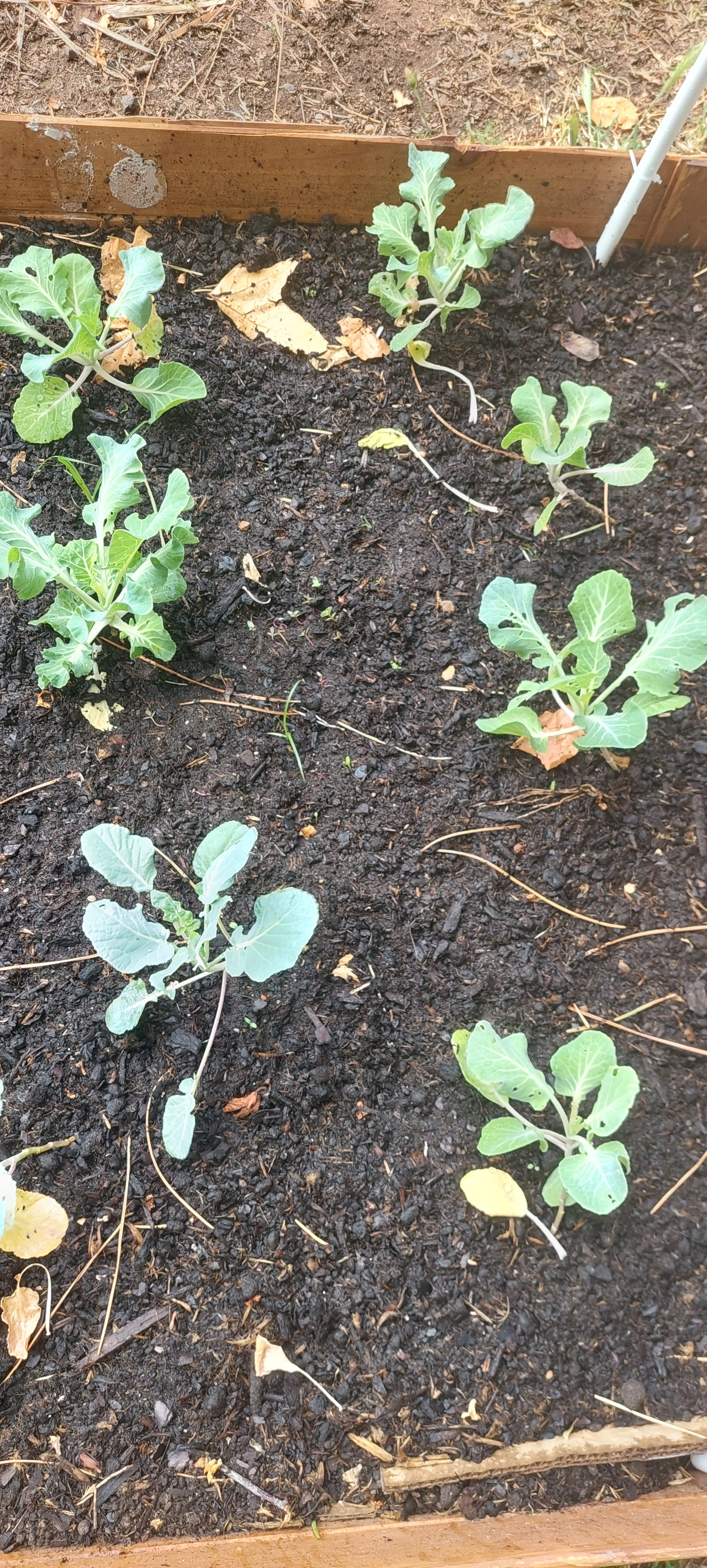 Hortícolas.