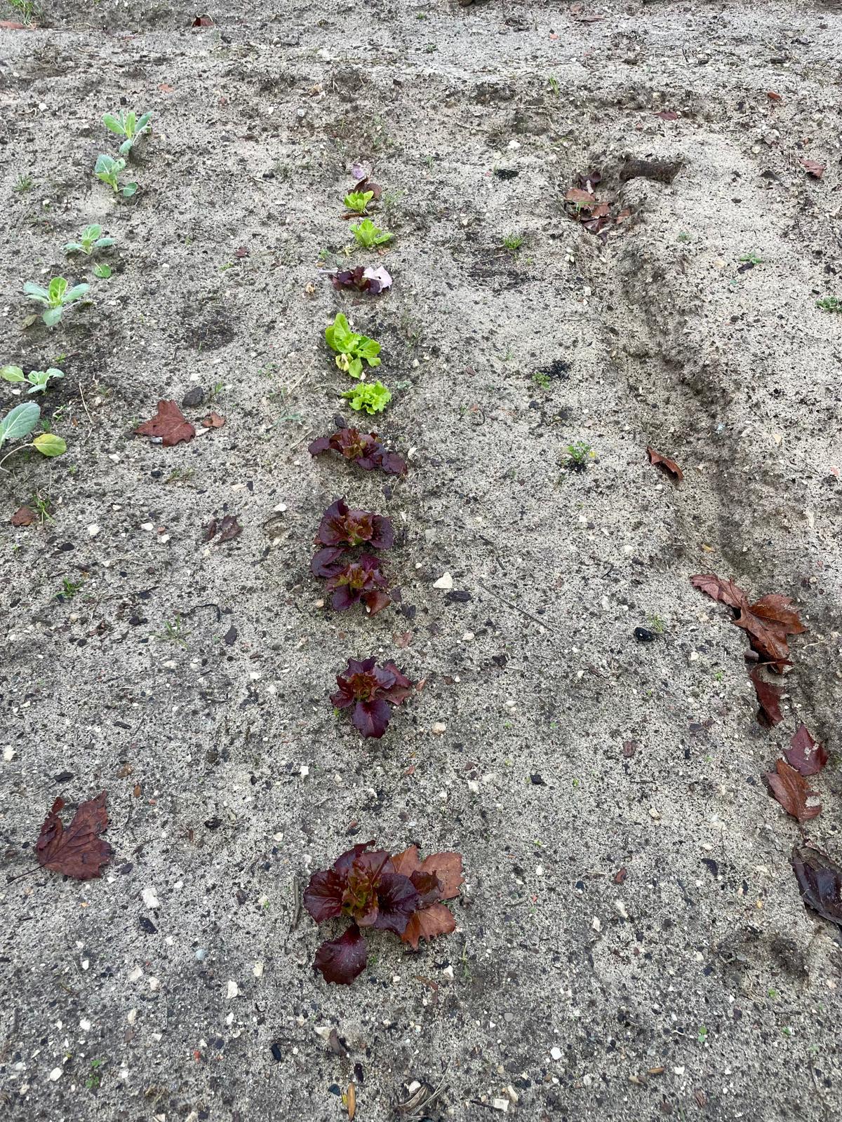 plantação de morangos, alfaces e feijões