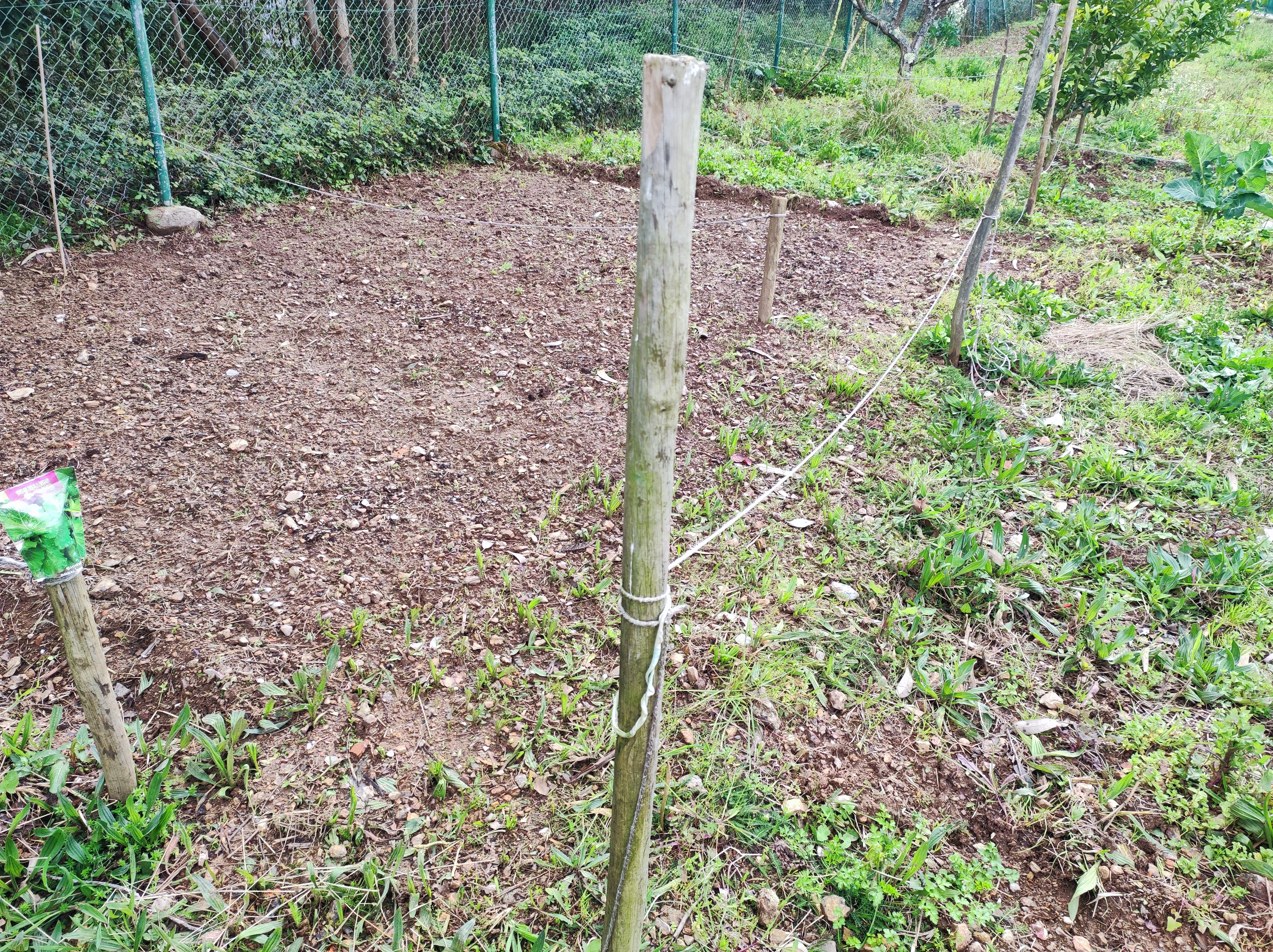 Plantacao nabicas para alimentar as galinhas do nosso galinheiro