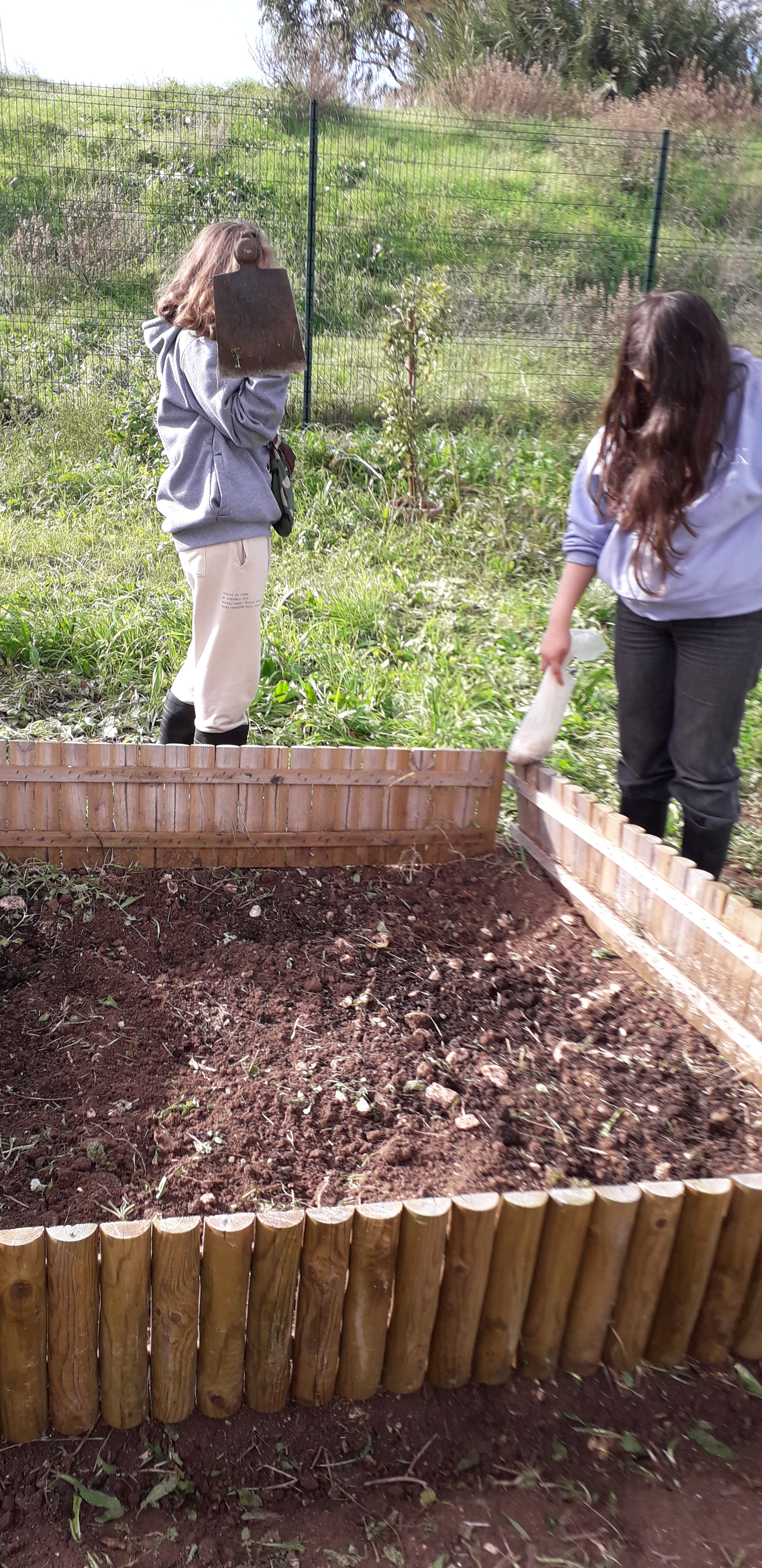 Preparação terreno favas