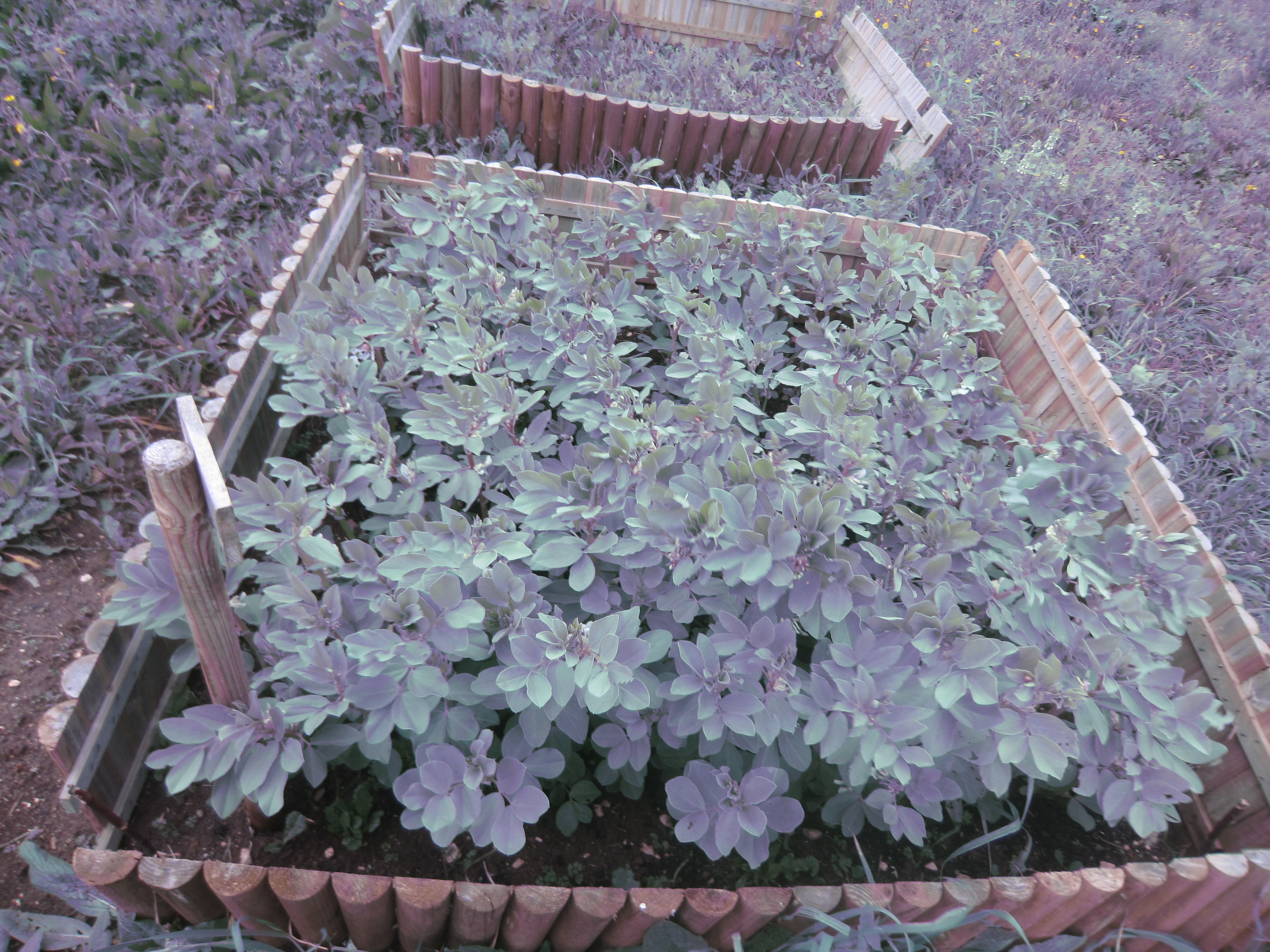 Favas desenvolvimento