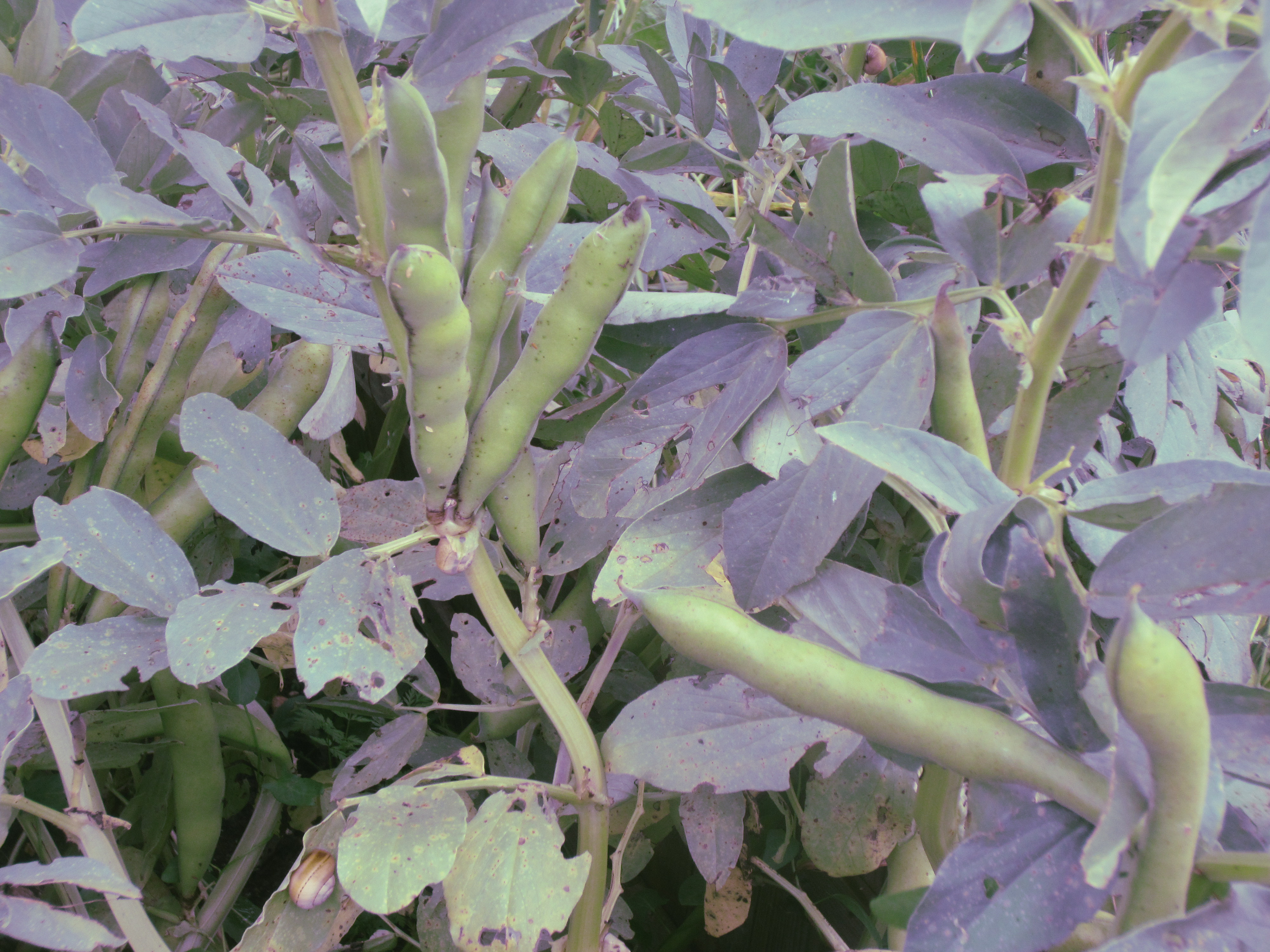 Favas