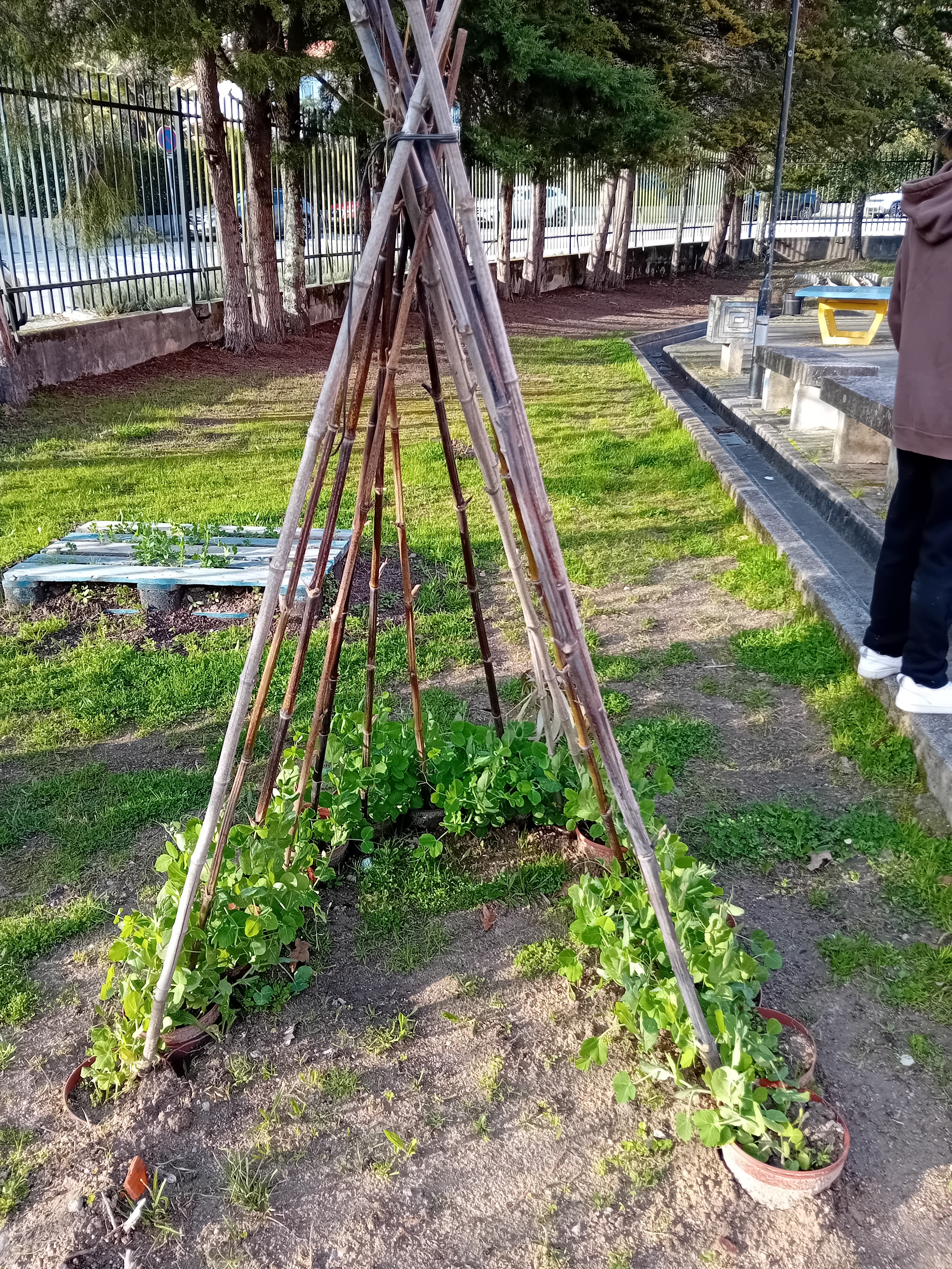 Ervilha de quebrar em vasos toturadas na horta da escola.