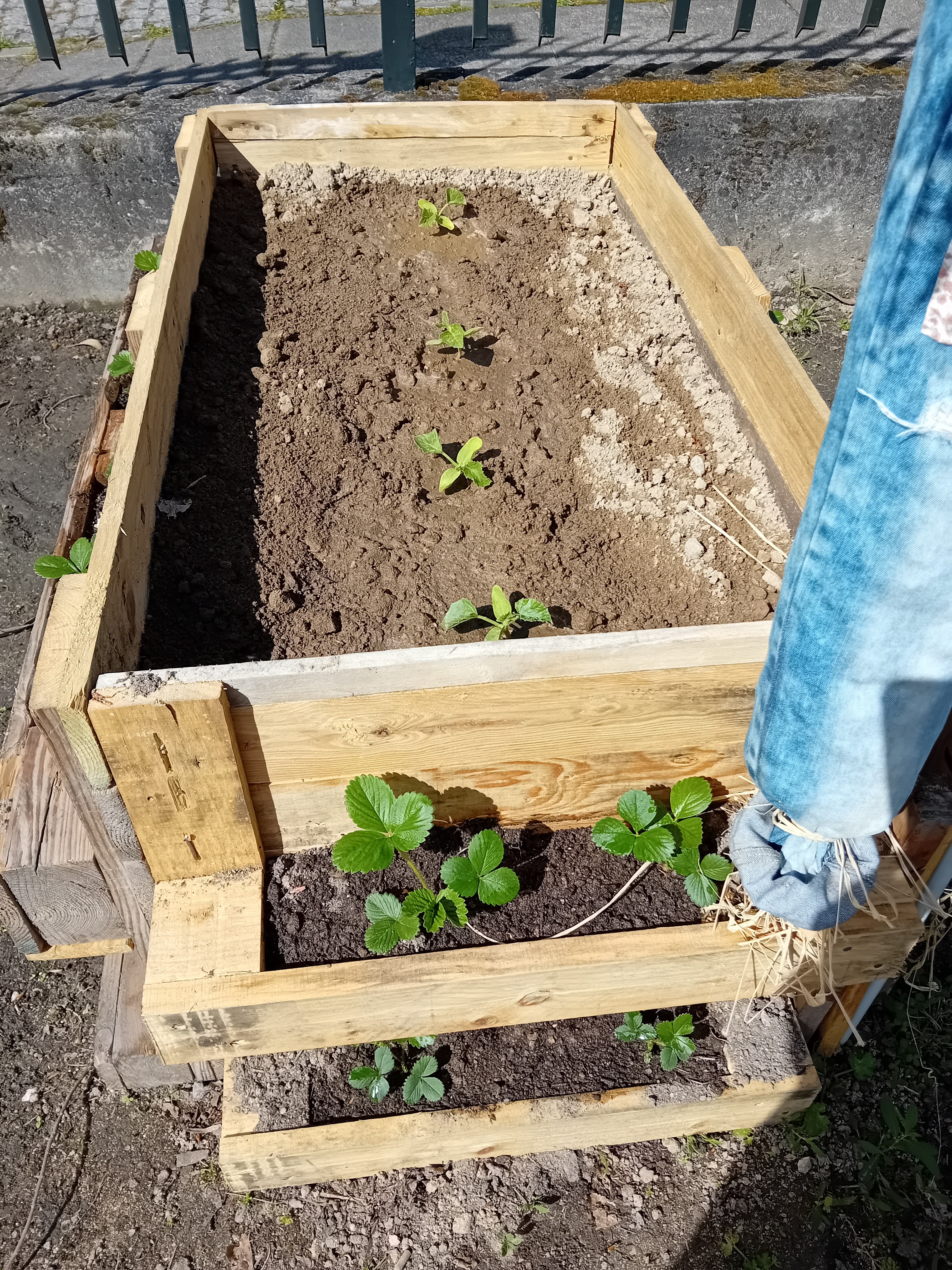 Caixa construída na escola com a plantação de meloas e morangos.