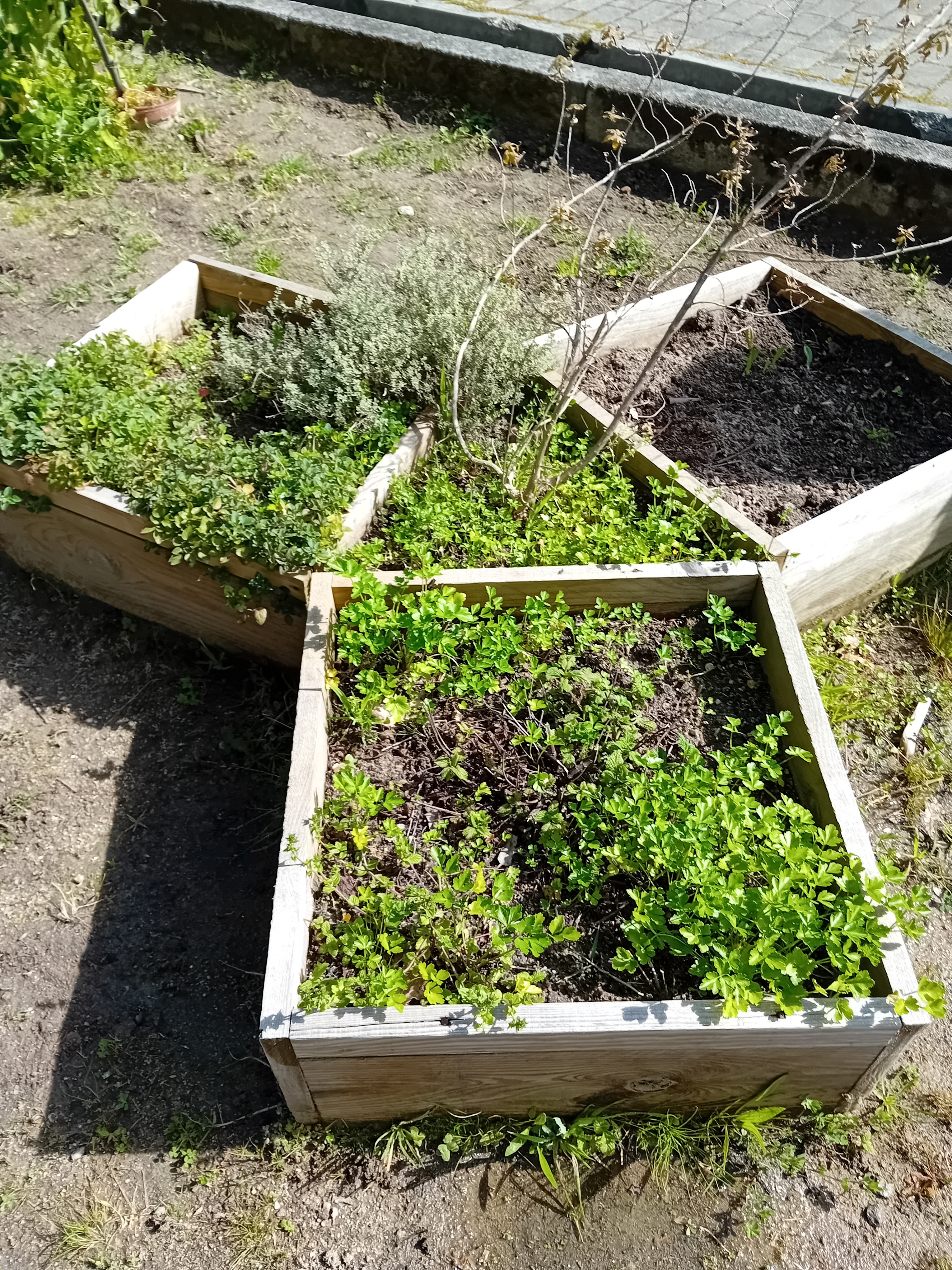 Caixa com as plantas aromáticas na horta, tomilho, salsa, lúcia lima.