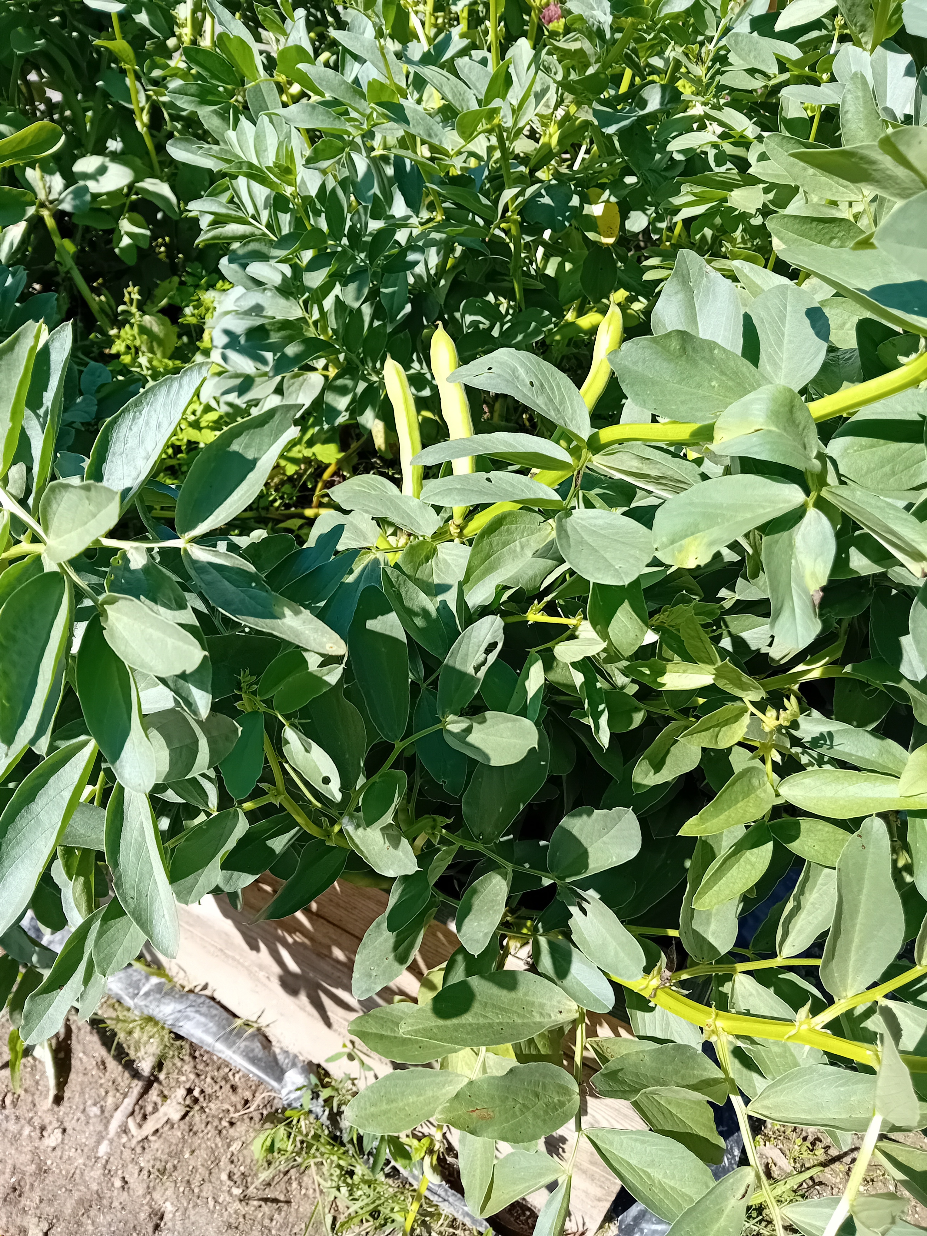 Cultura de favas.