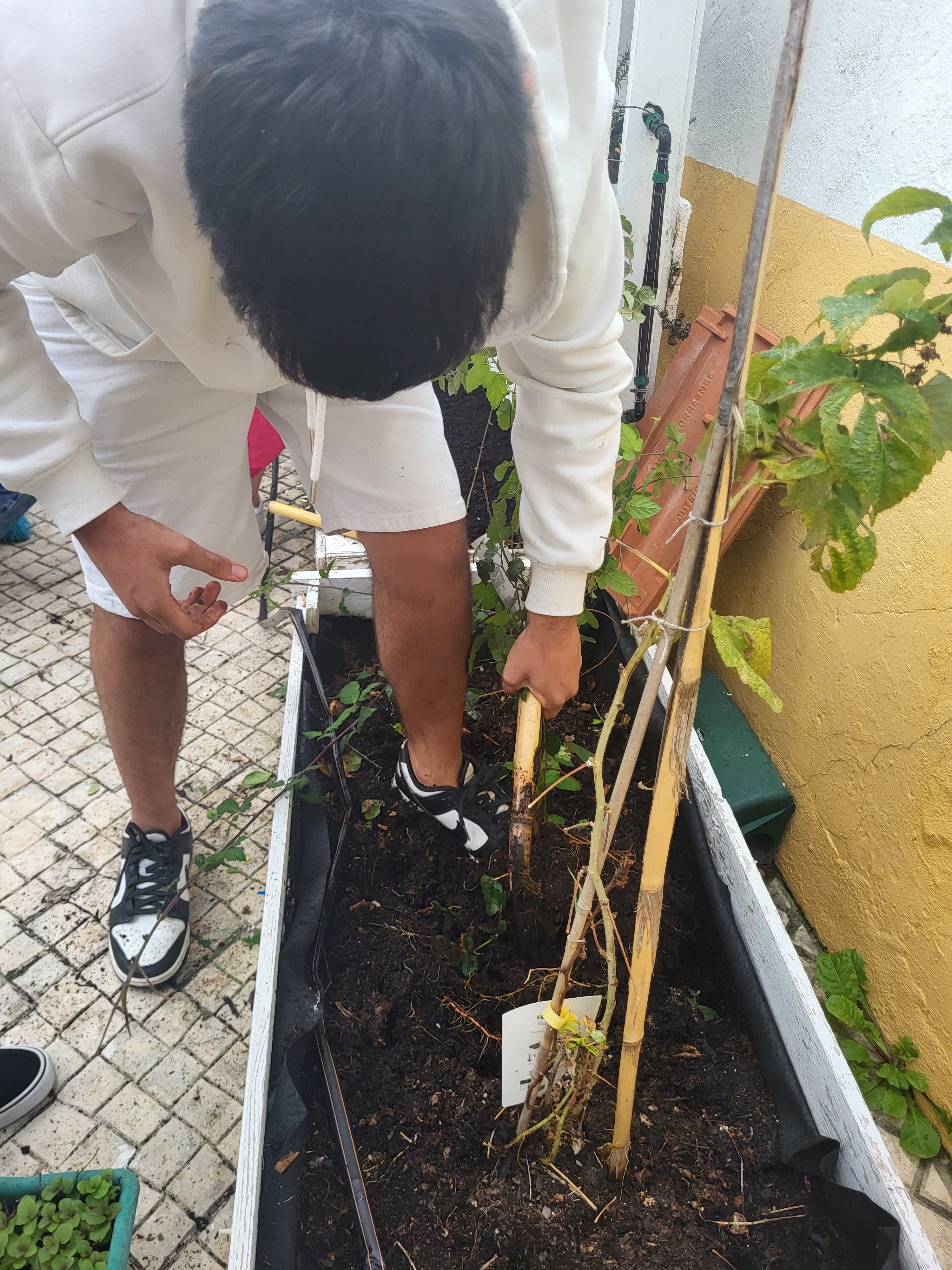 Numa primeira fase, os alunos removeram todas plantas velhas e material orgânico desnecessário formado nos canteiros.