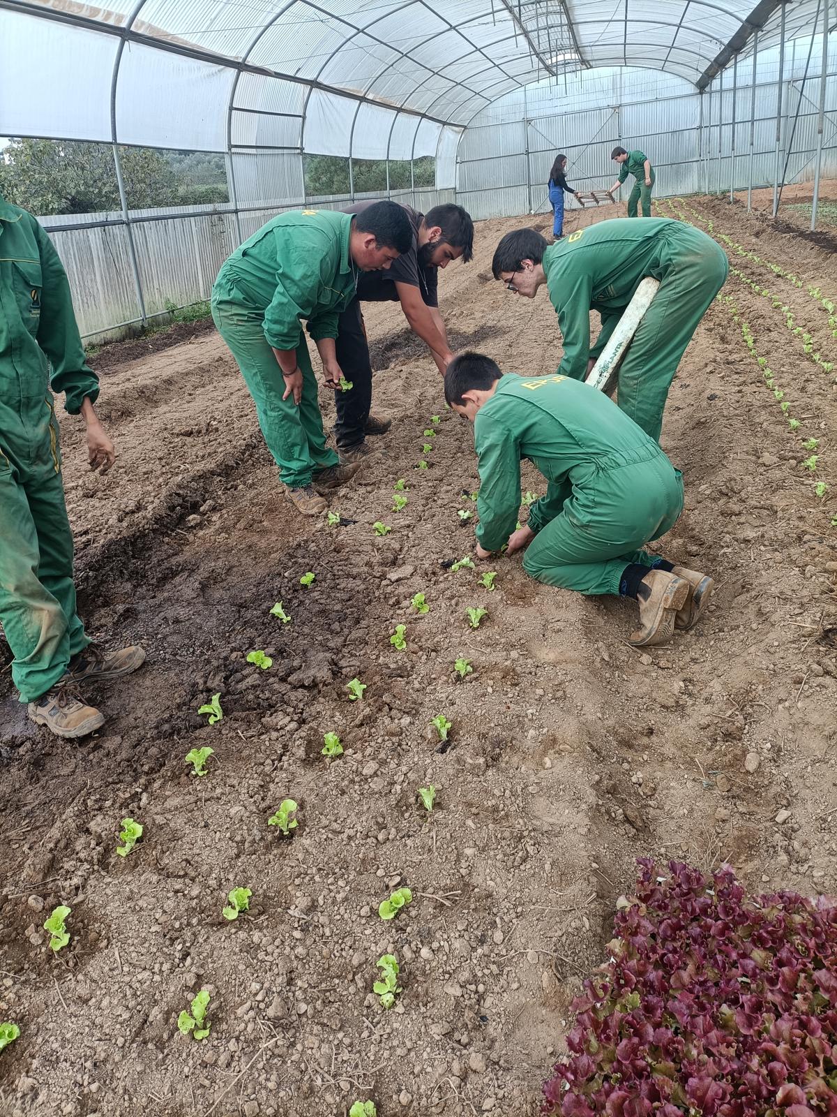 Plantação alface