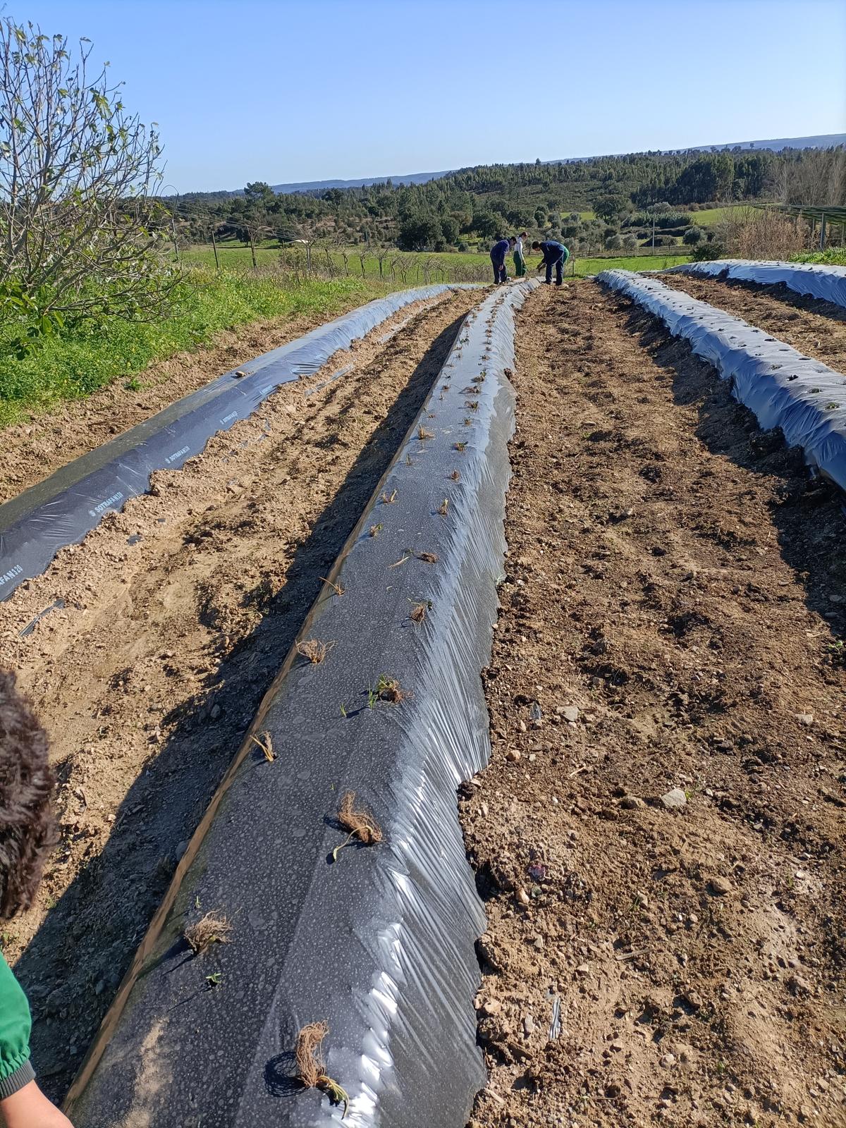 Plantação morangueiros