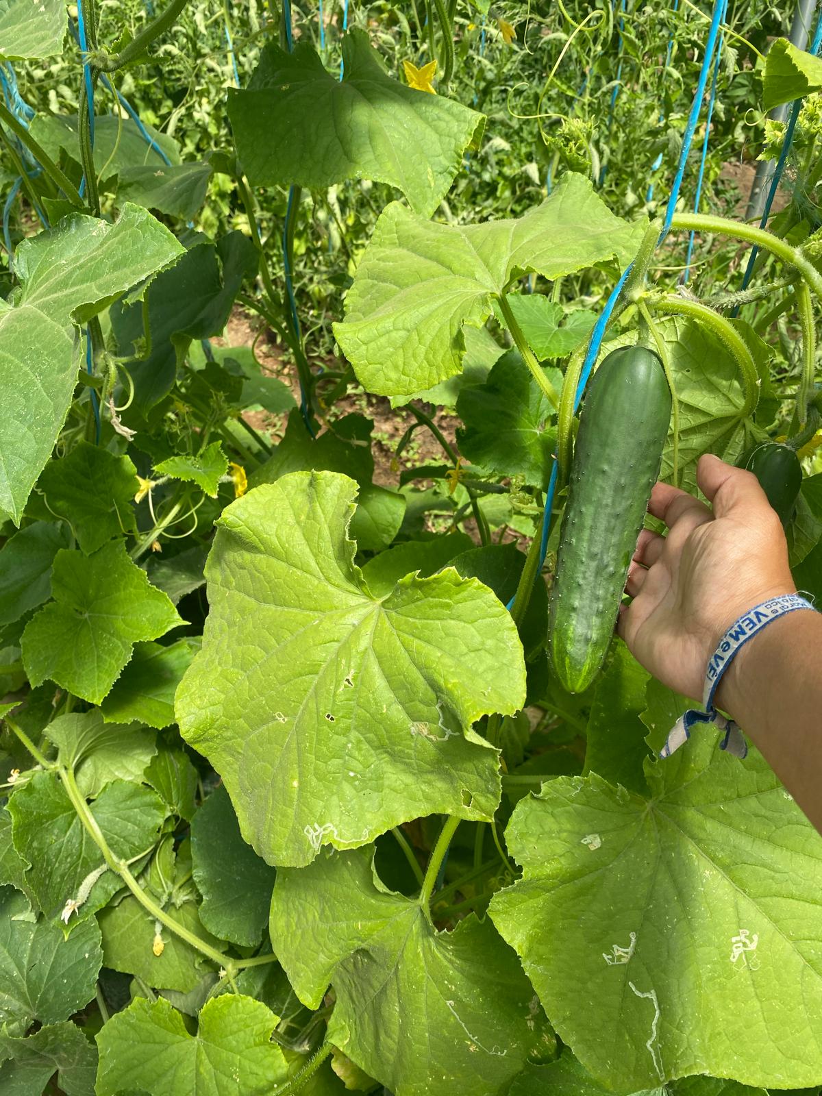 Colheita de pepino no interior da estufa
