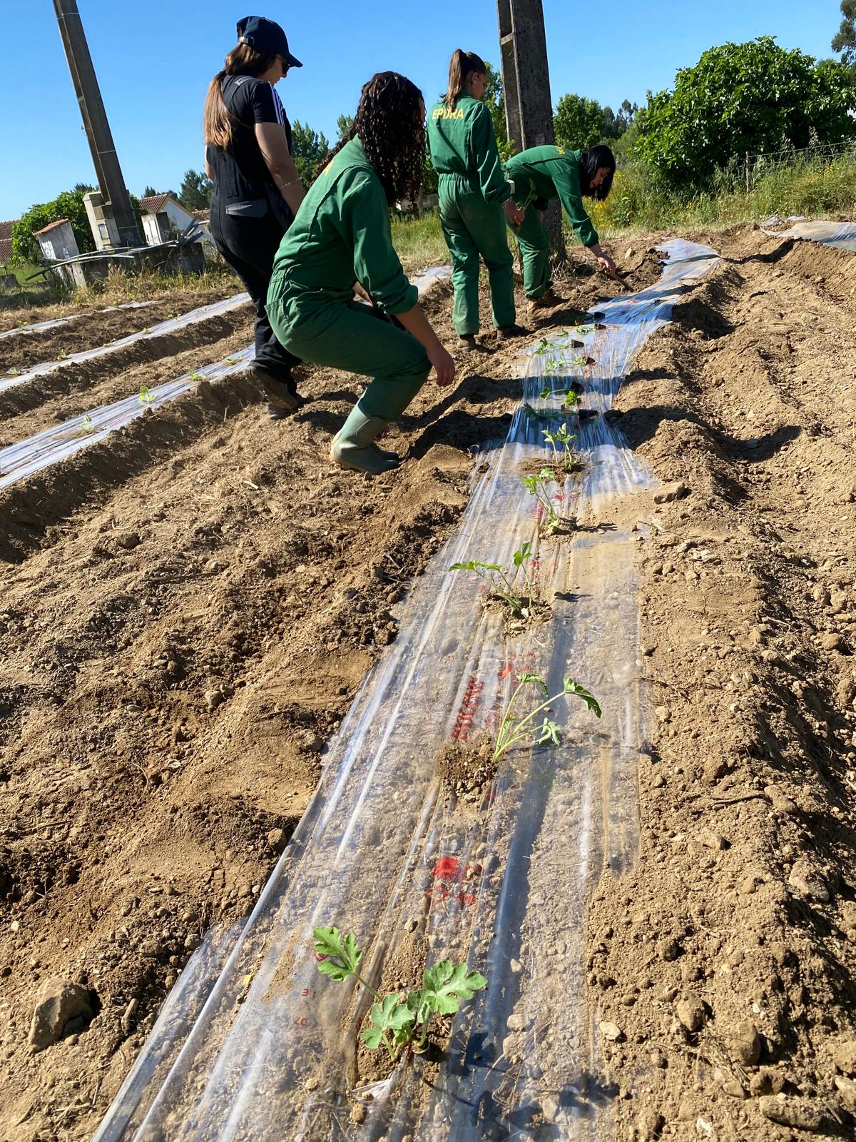 Plantação melancias