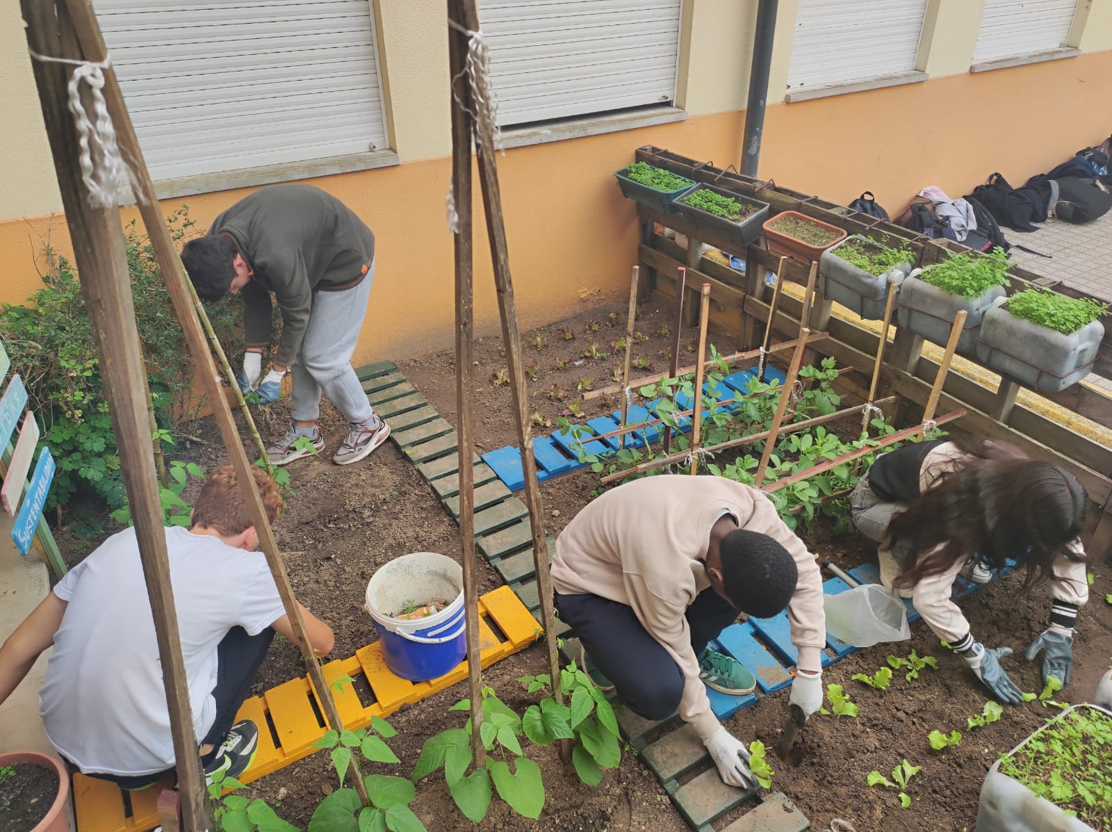 Plantação de Alfaces.
Manutenção e zelo do espaço.
