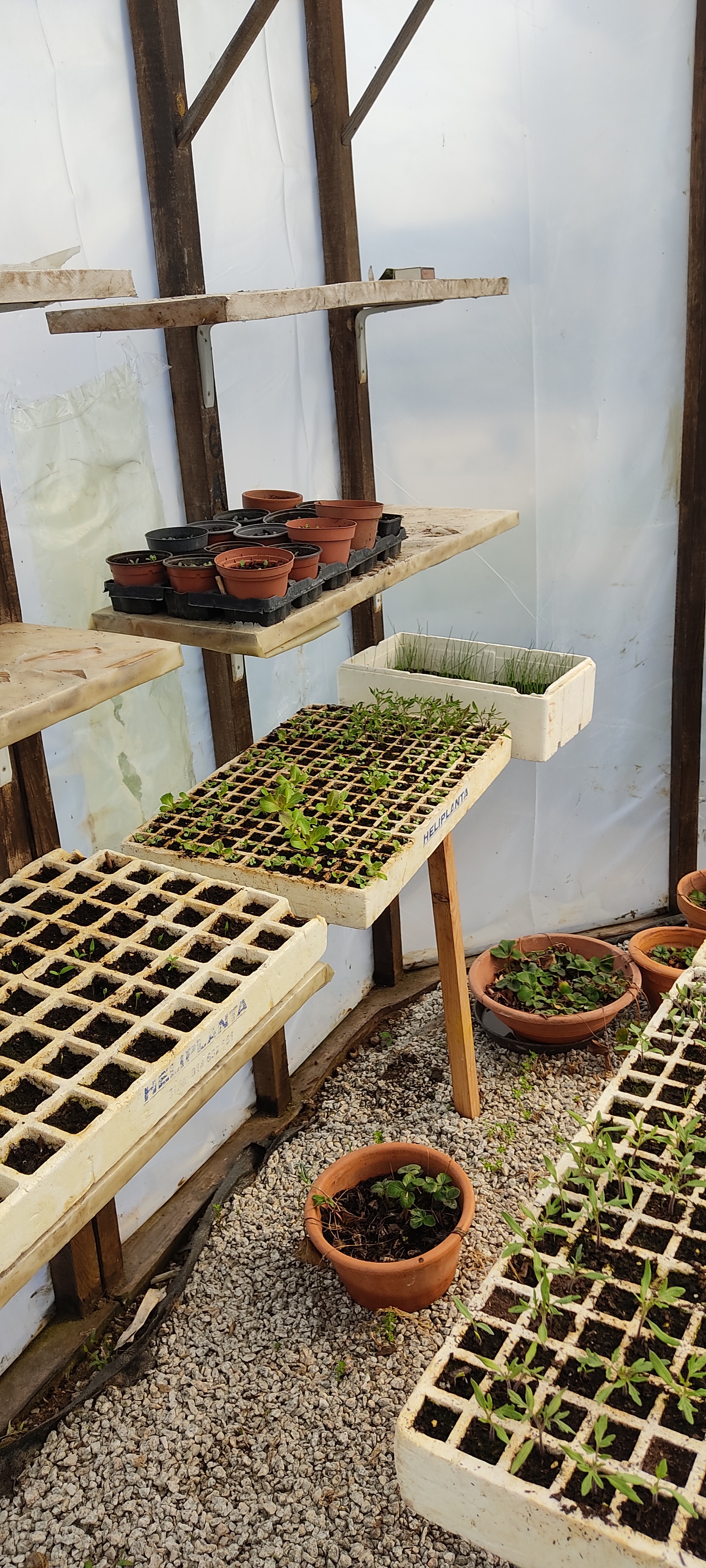 Plantação de mementes_01