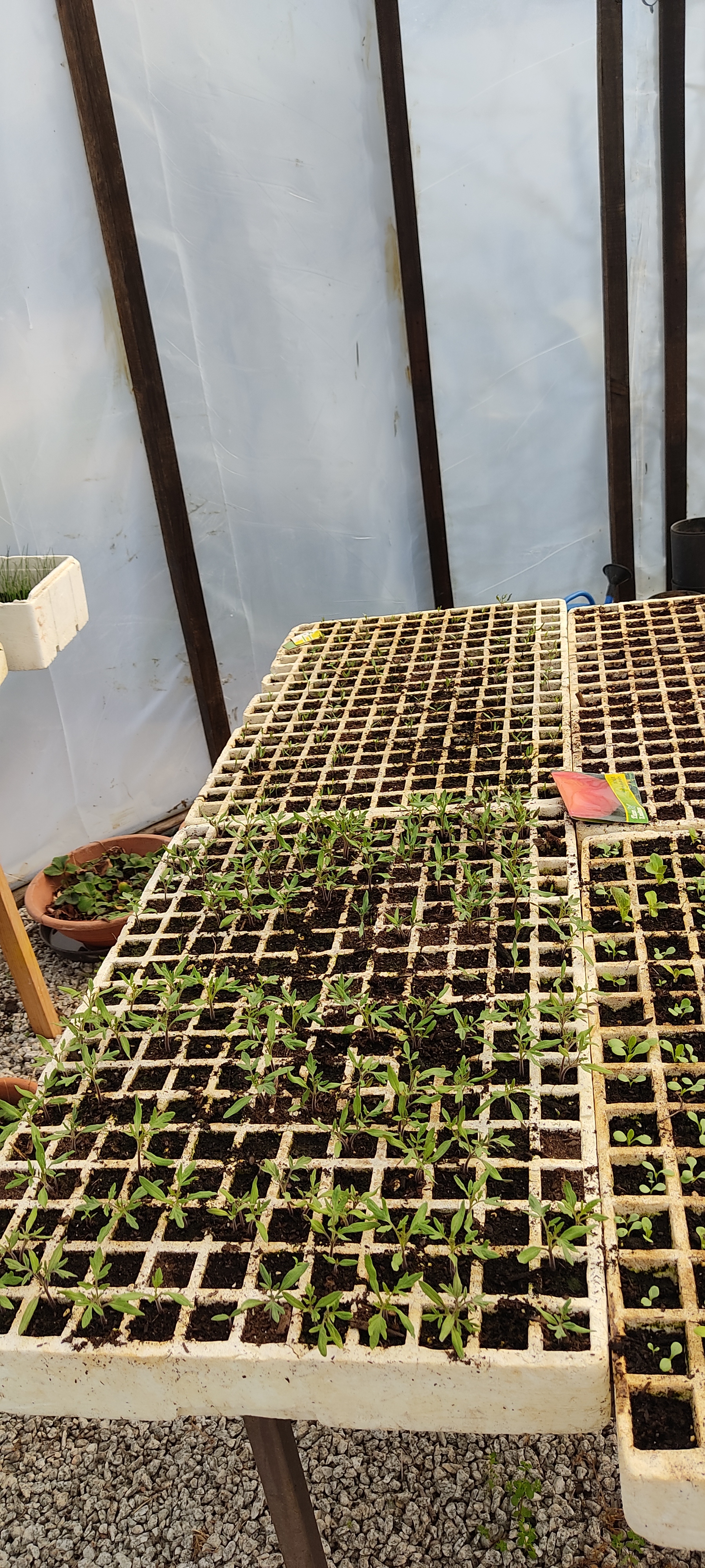 Plantação de sementes_02
