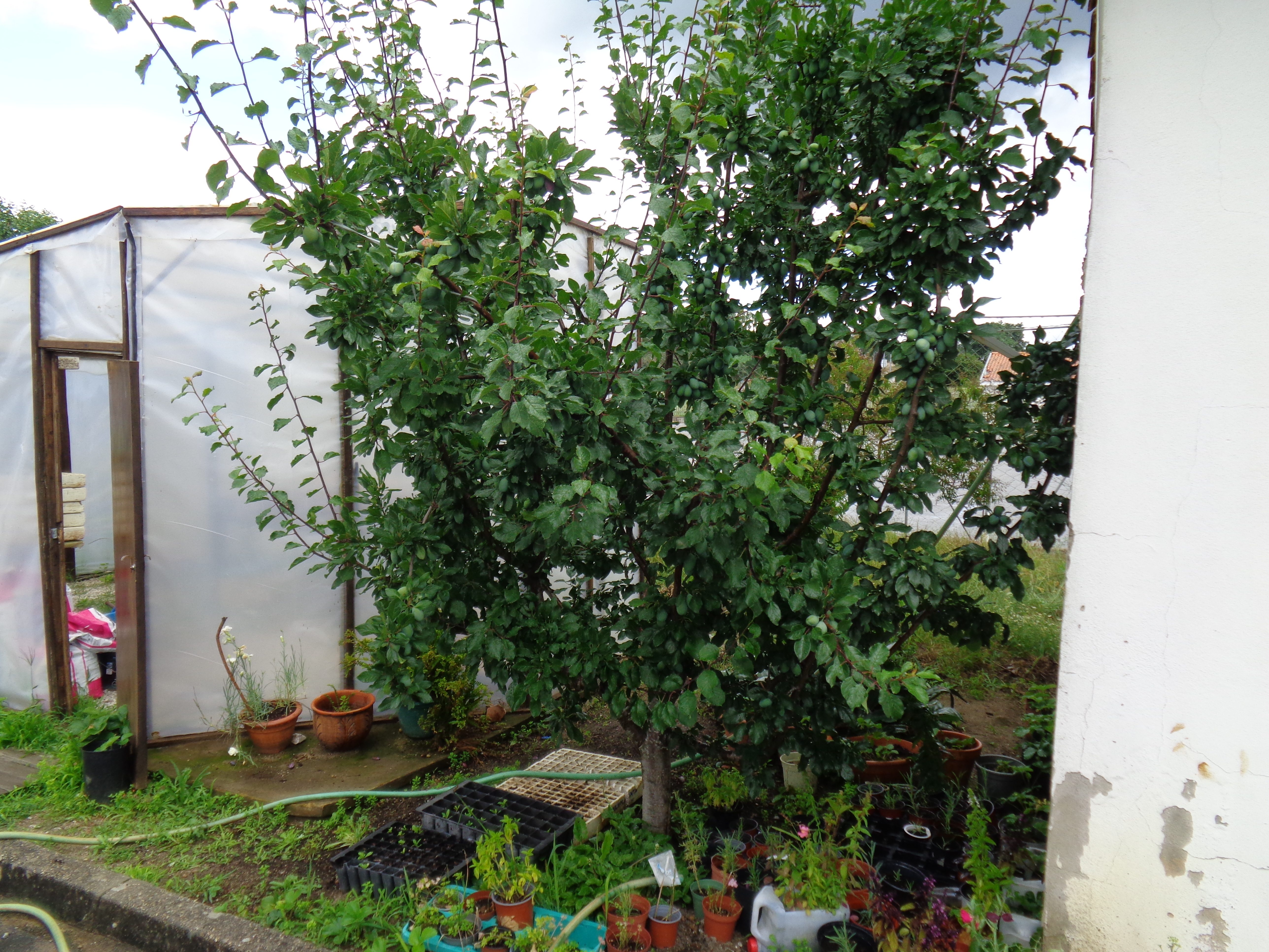 Horta_04