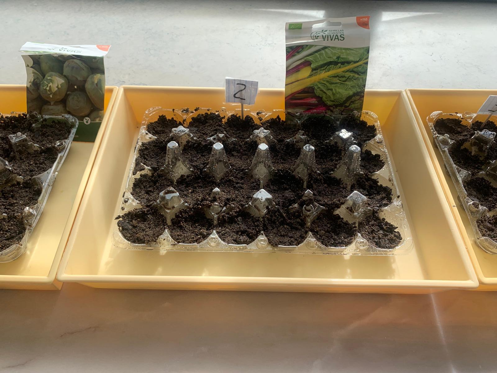 Germinação de sementes (couve rábano, salsa, couve ratinha, calêndulas, acelgas, arruda, alface) em caixas de ovos, usando substrato vegetal e húmus de minhoca.