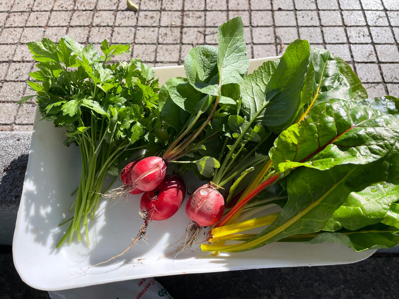 Primeira colheita: rabanetes, acelgas e salsa.
Recorrendo ao espaço "estúdio on" os alunos fizeram sopa de acelgas, salada de rabanetes e rúcula e ovos mexidos com salsa. Muitos "não gostavam de sopa" e ADORARAM.