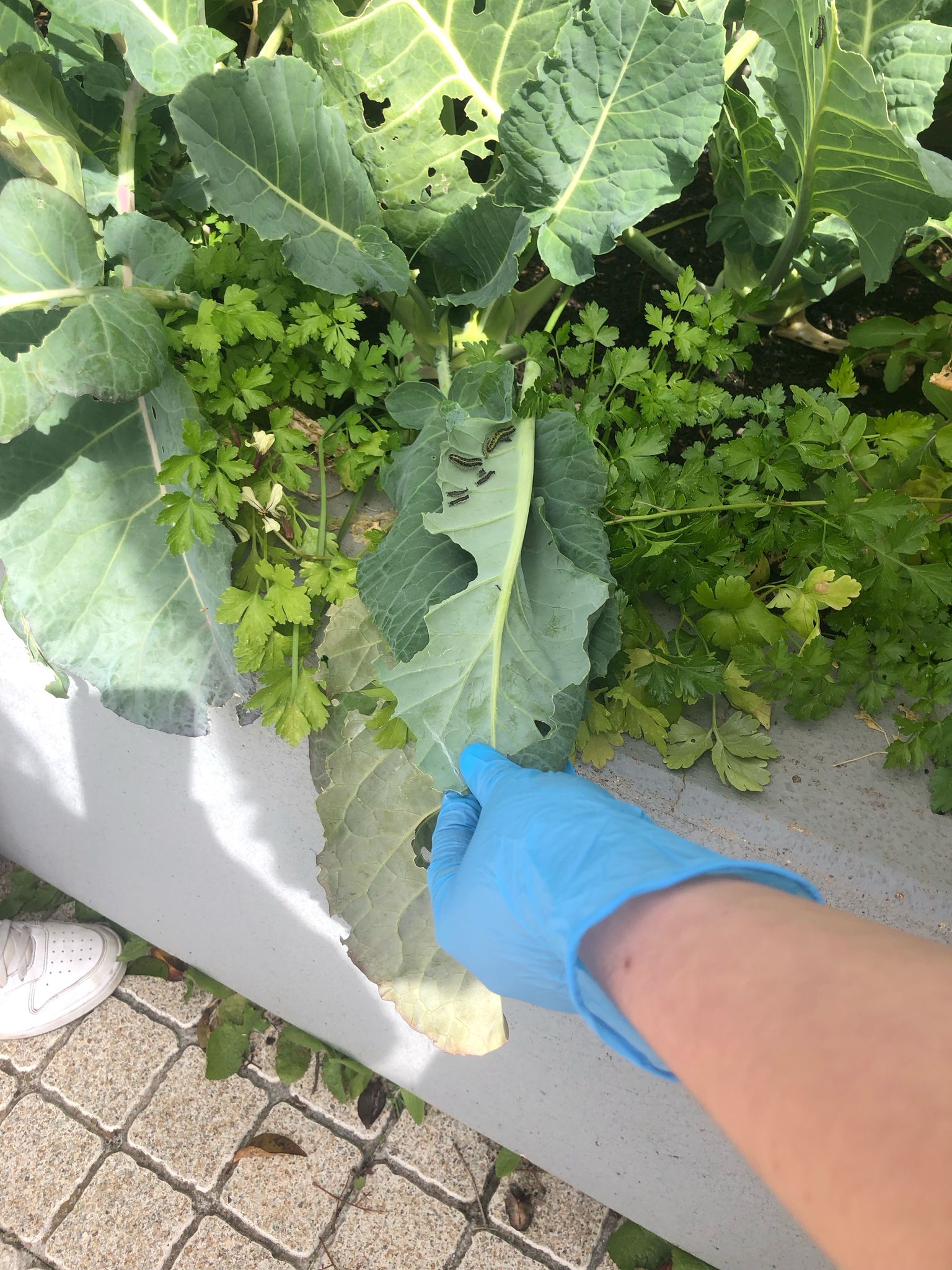 Remoção de lagartas que se alimentavam vorazmente de todas as crucíferas (couves rábano, couve ratinha), apesar da linha de calêndulas e tomilhos plantados com a finalidade de serem repelentes. Identificação das lagartas da borboleta Pieris brassicae.