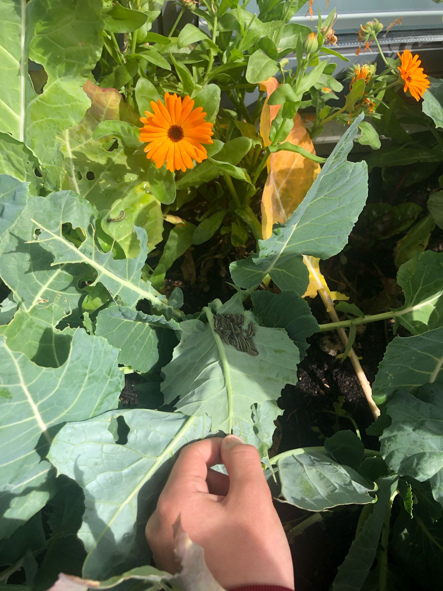 Remoção de lagartas que se alimentavam vorazmente de todas as crucíferas (couves rábano, couve ratinha), apesar da linha de calêndulas e tomilhos plantados com a finalidade de serem repelentes. Identificação das lagartas da borboleta Pieris brassicae.