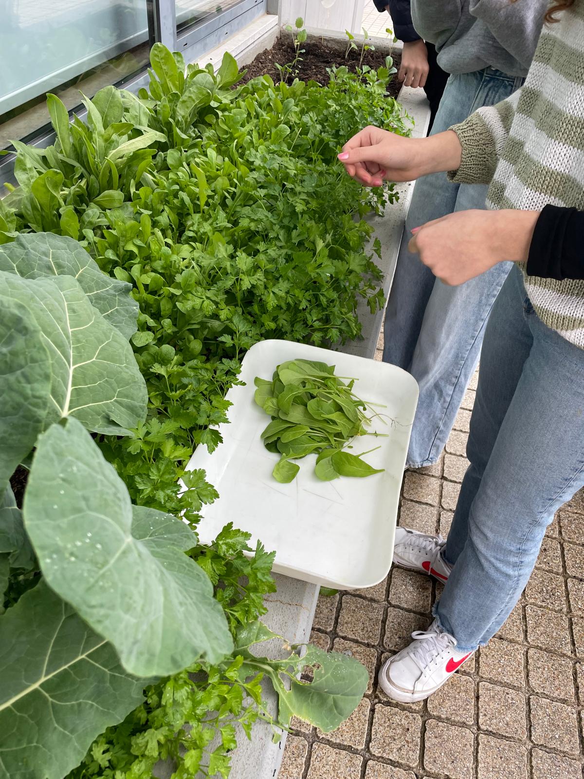 Os alunos têm feito colheitas e os produtos têm sido distribuídos pela comunidade escolar. Provámos as pétalas de calêndulas, fizemos uma pesquisa sobre a informação nutricional e formas de utilização dos nossos produtos.