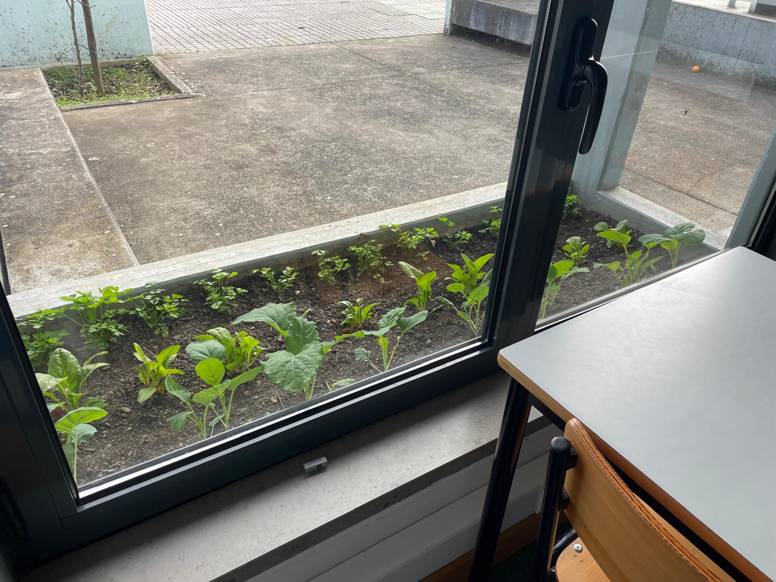 Nova plantação (19 de fevereiro) de: 8 couves ratinhas, 10 acelgas e 12 salsas. Desta vez colocando as couves na linha do fundo e as acelgas no meio para diminuir a competição pela luz.