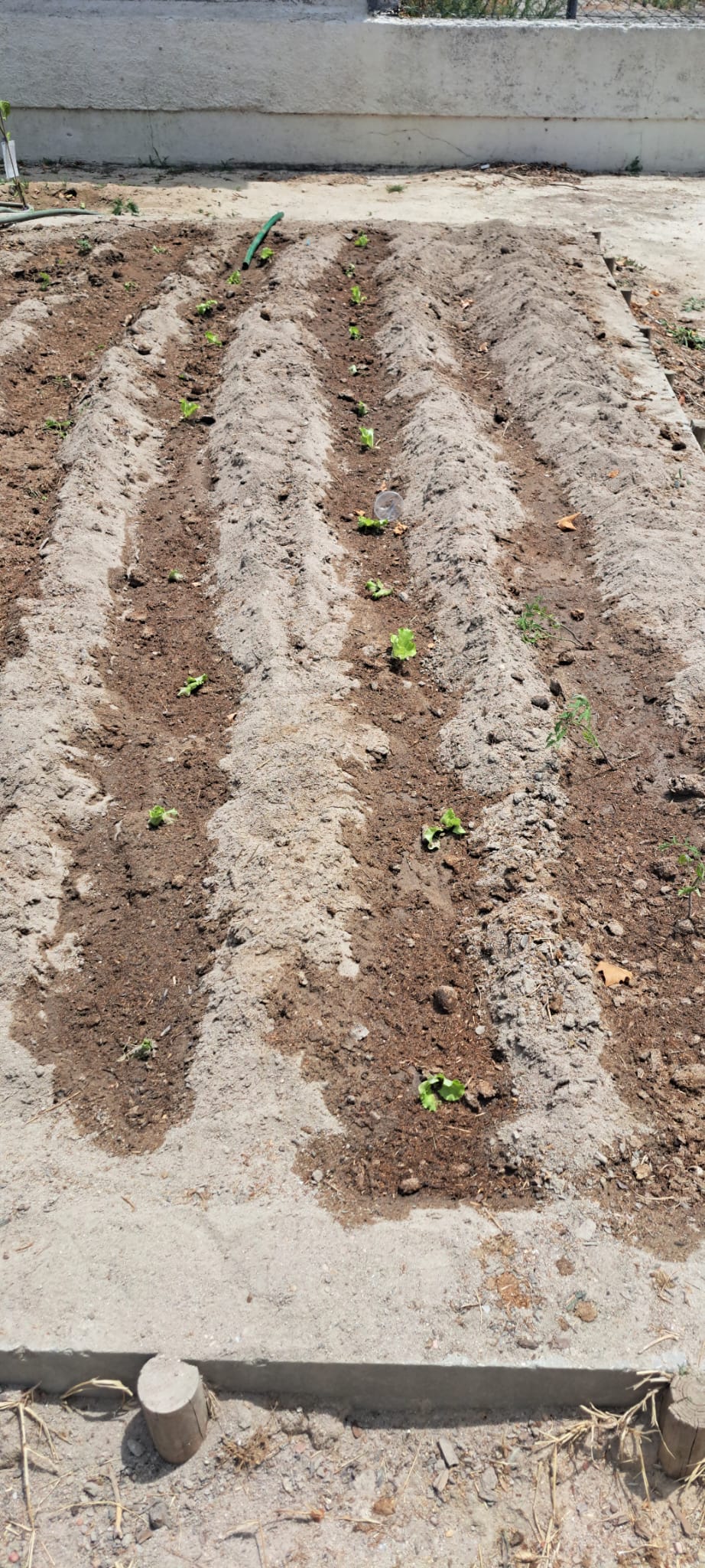 Verduras e hortícolas - Alfaces, tomateiros e pimentos