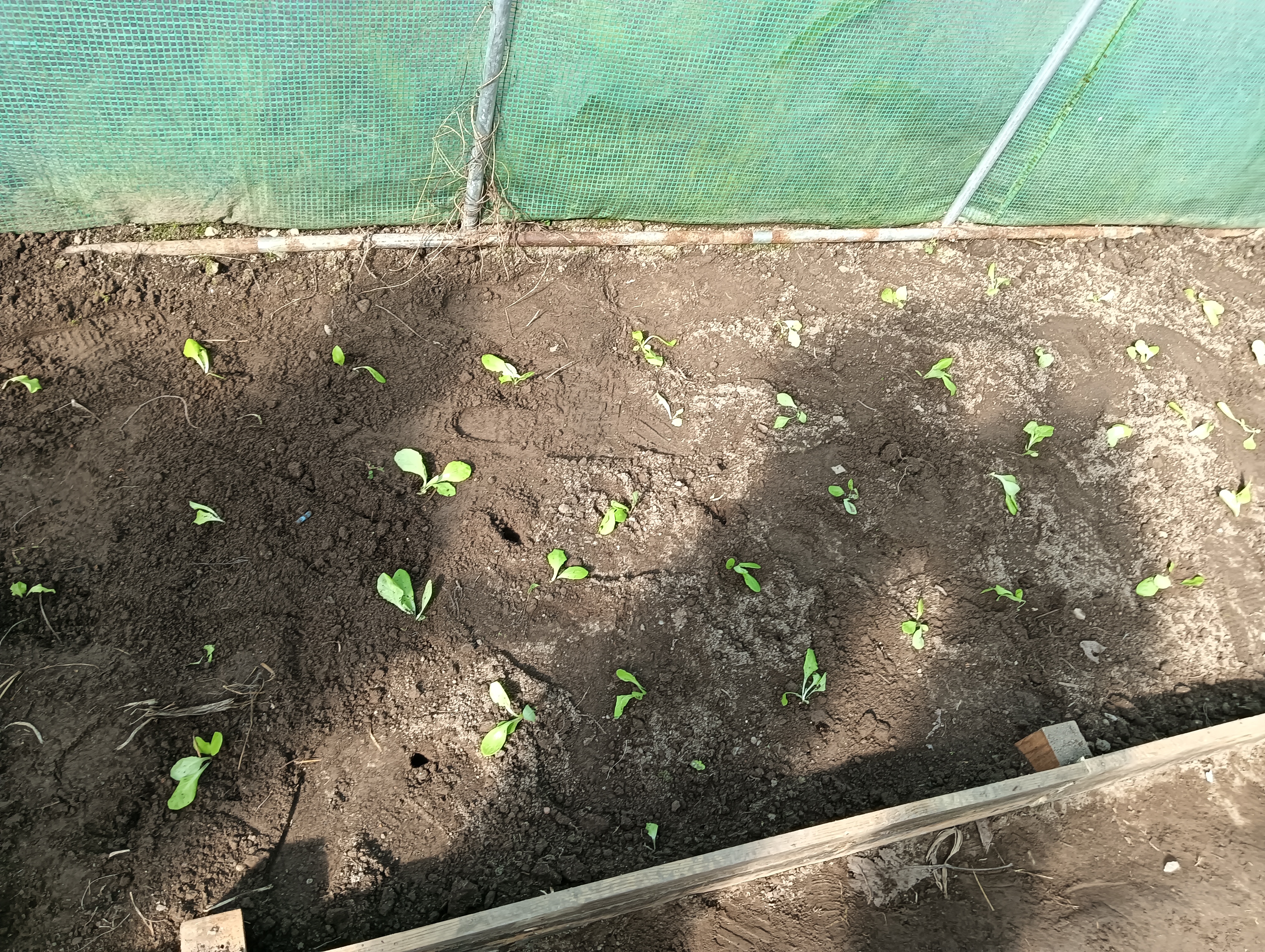 Plantação de alfaces