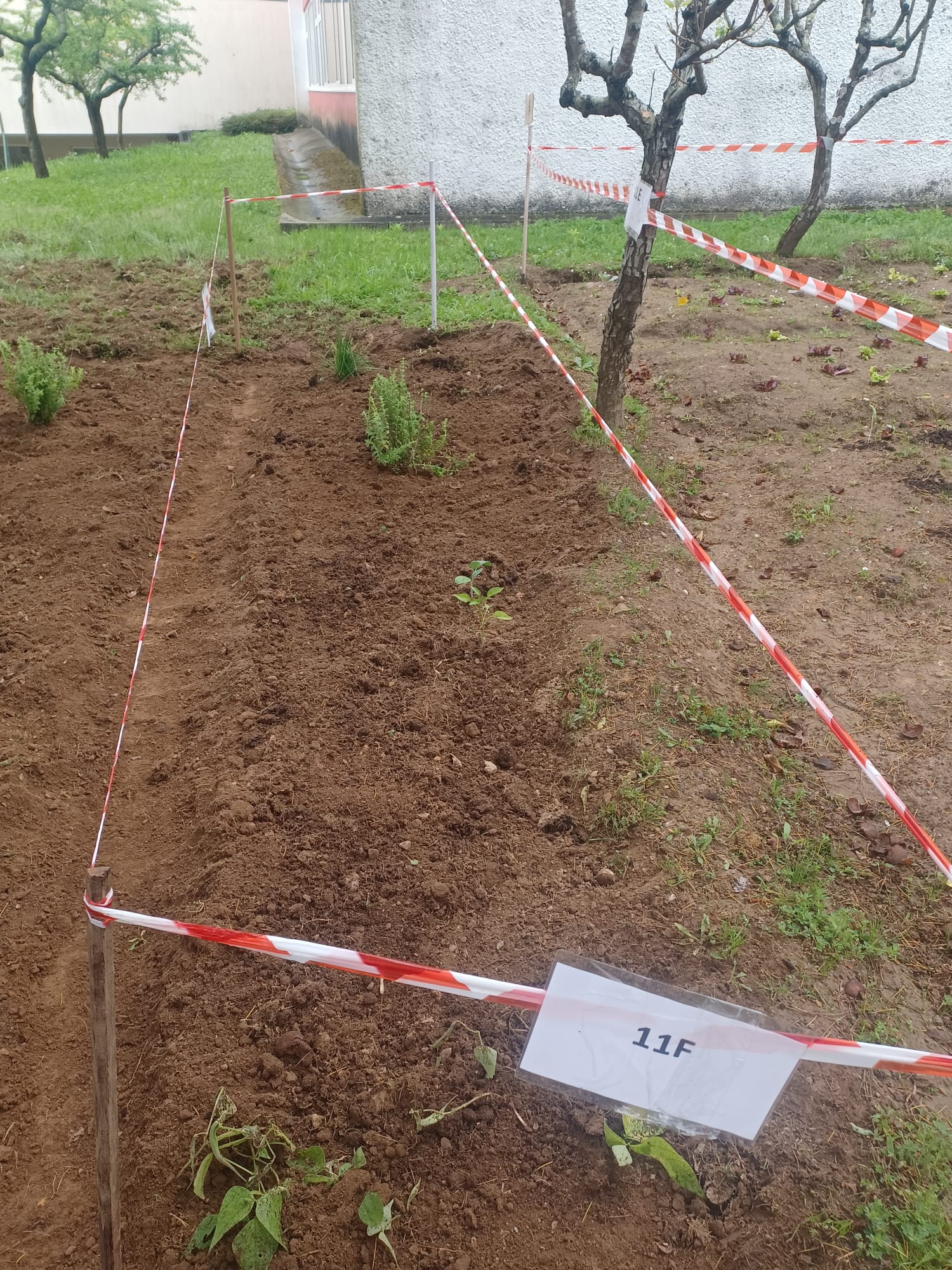 Preparar a terra.