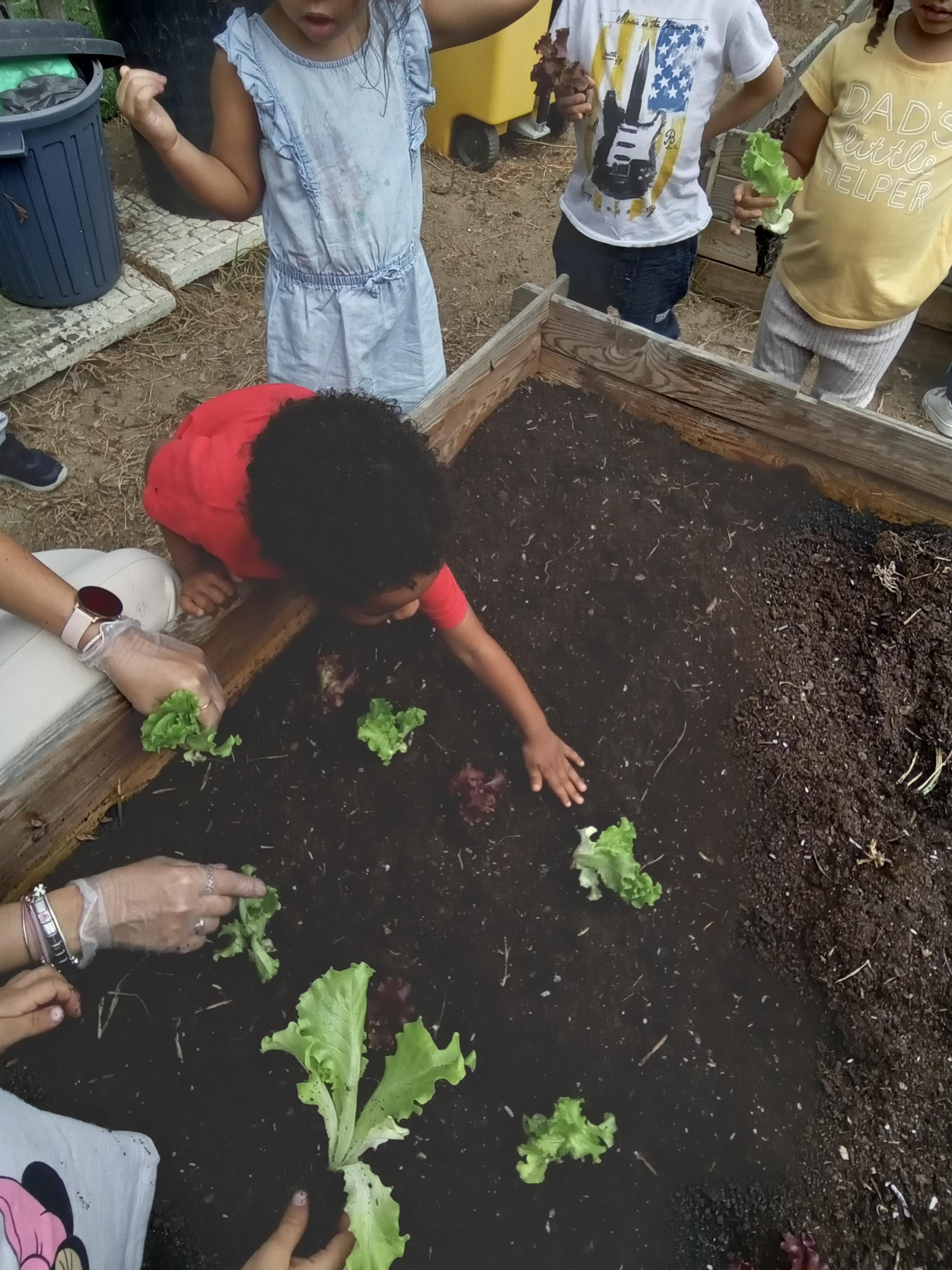 Plantar alfaces _ outubro 2024