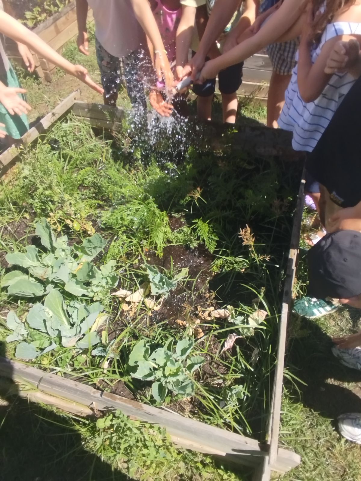 regar a nossa horta - couves e ervas aromáticas