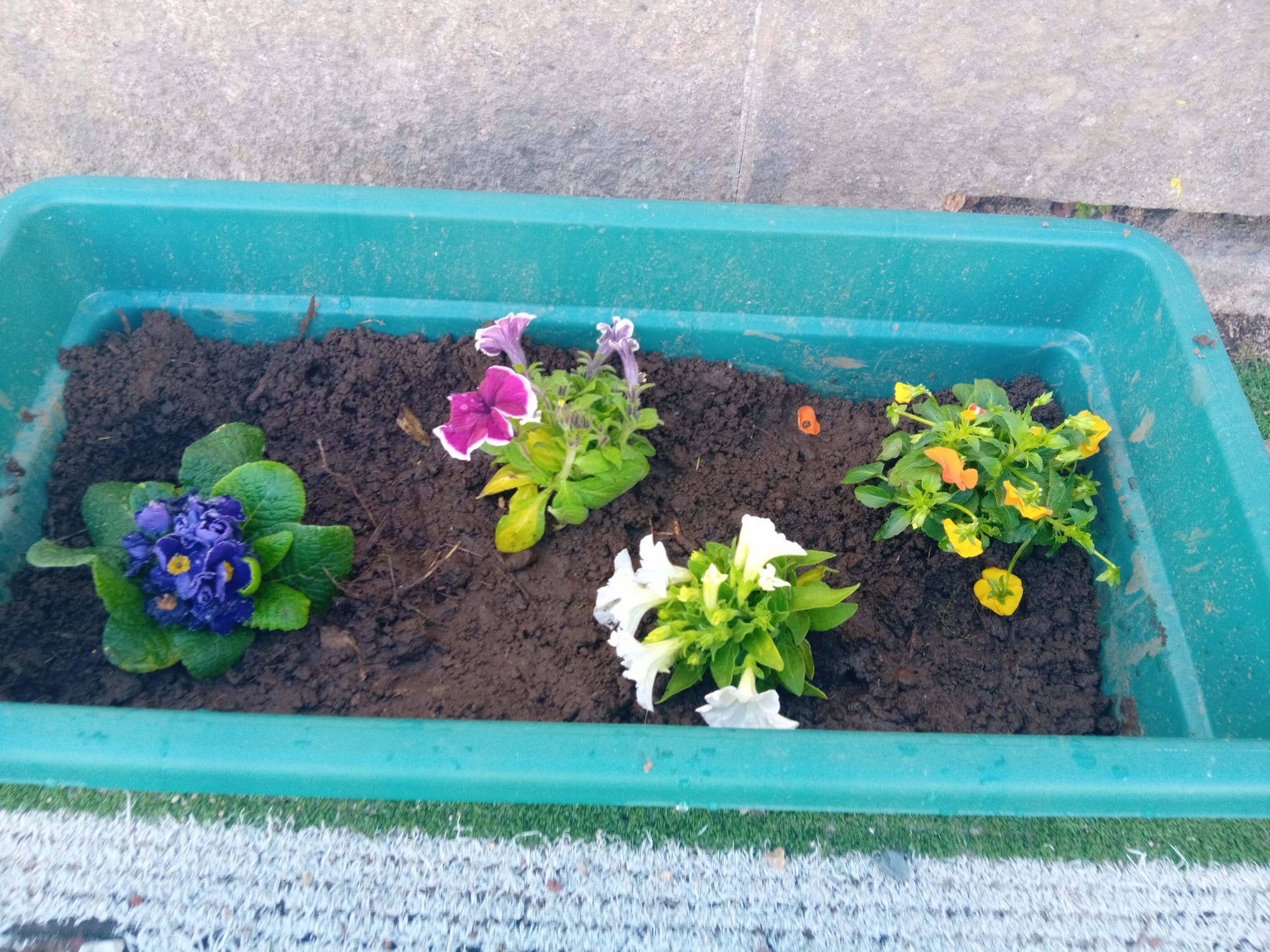 Zona de plantas com flores