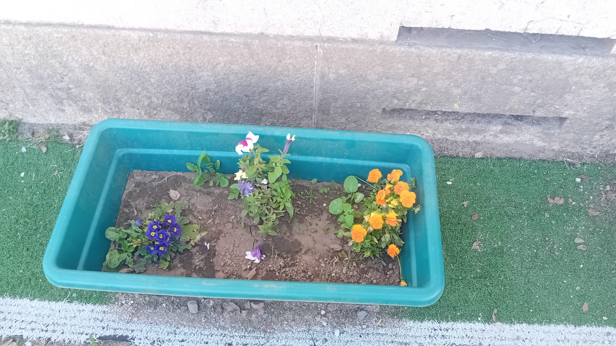 Zona de flores em crescimento