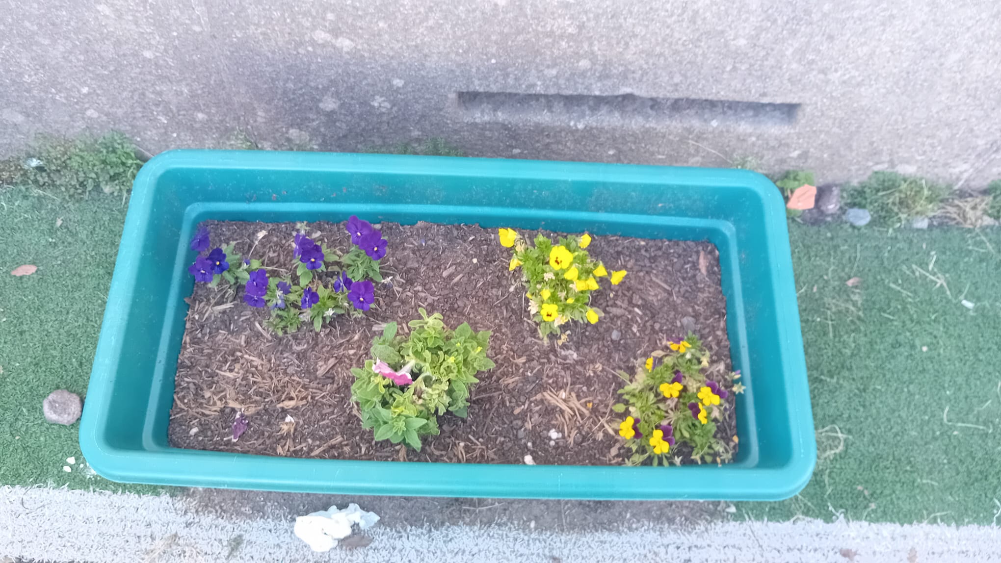 Zona de flores em crescimento