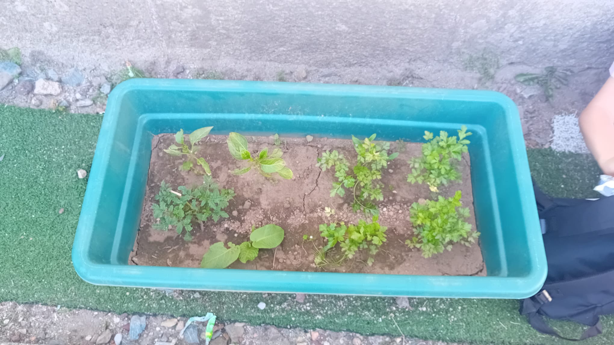 Ervas aromáticas e...