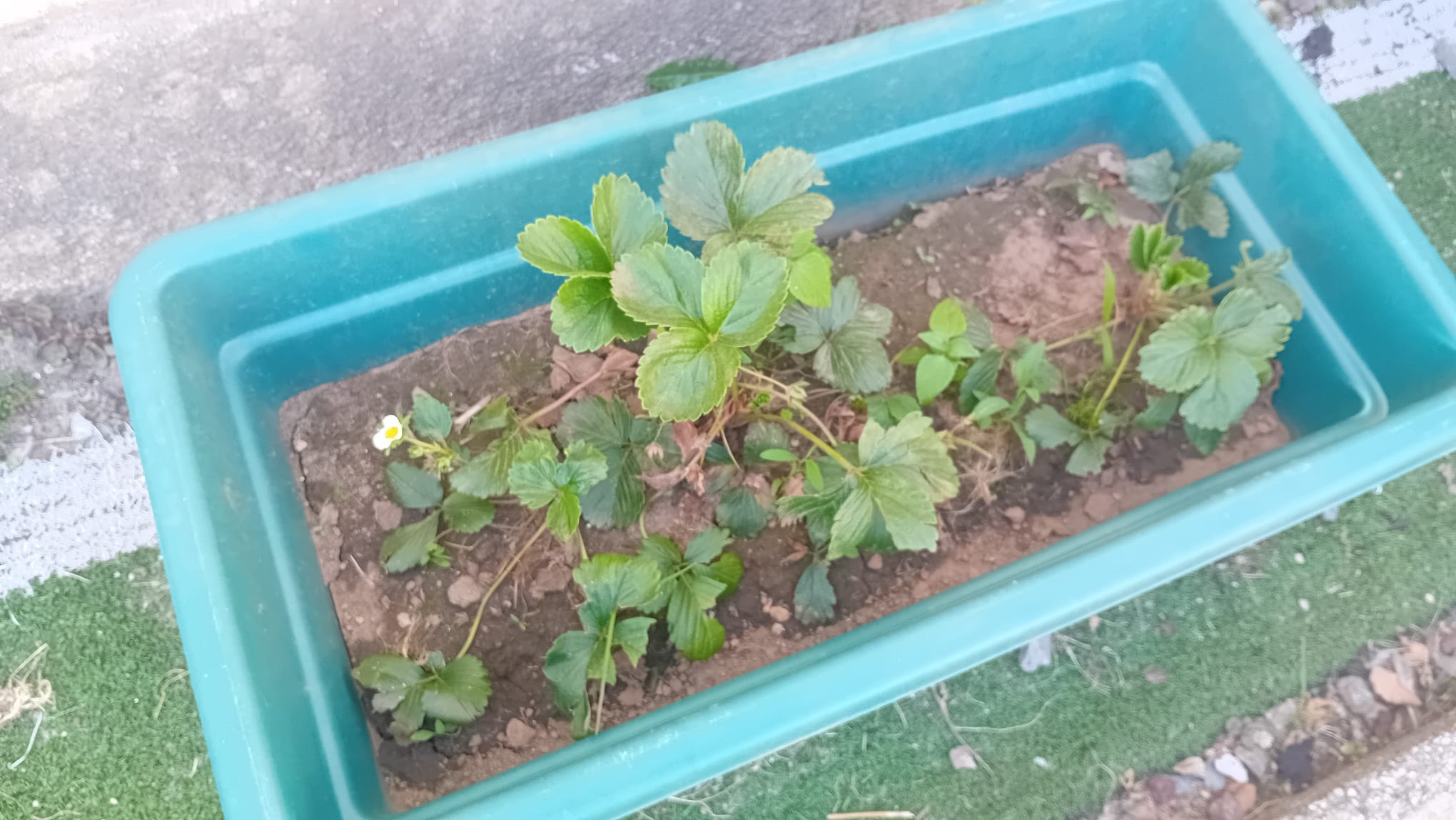 Morangueiro em crescimento, com flores ( e já se colheu morangos)