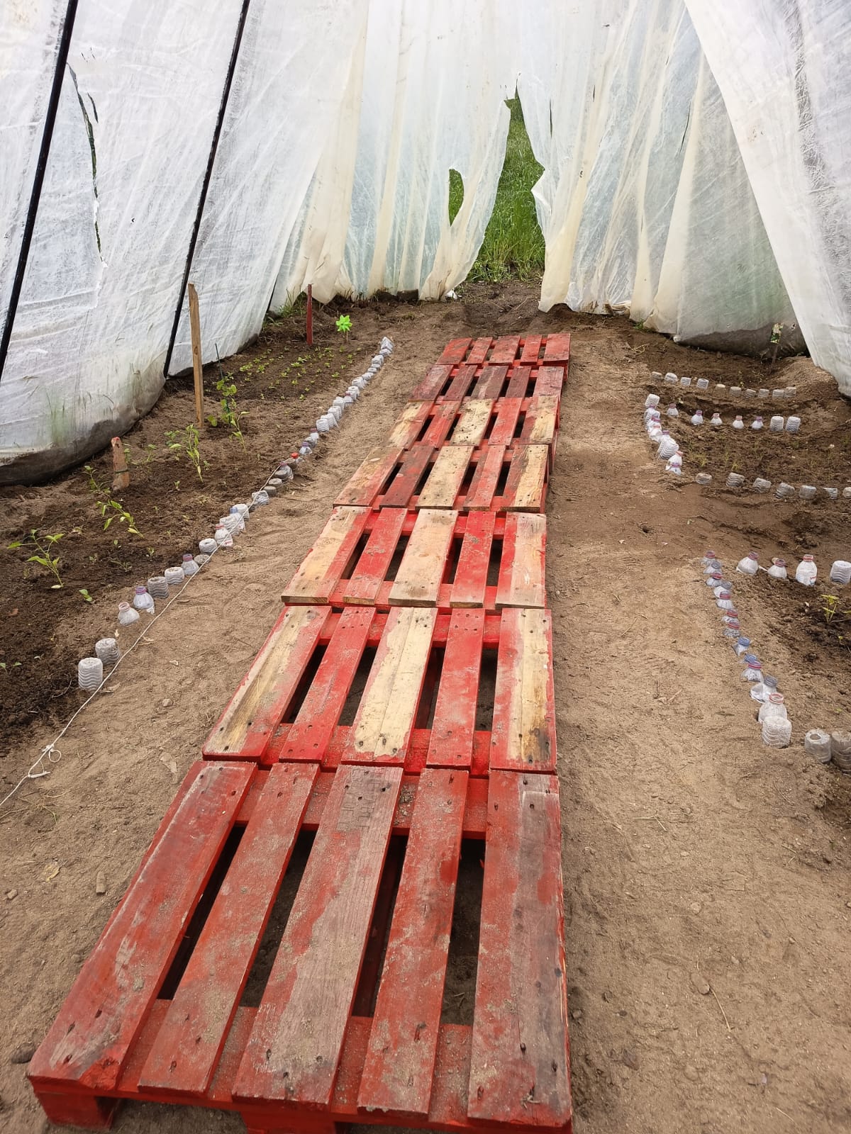 Interior da estufa e respectivas plantações