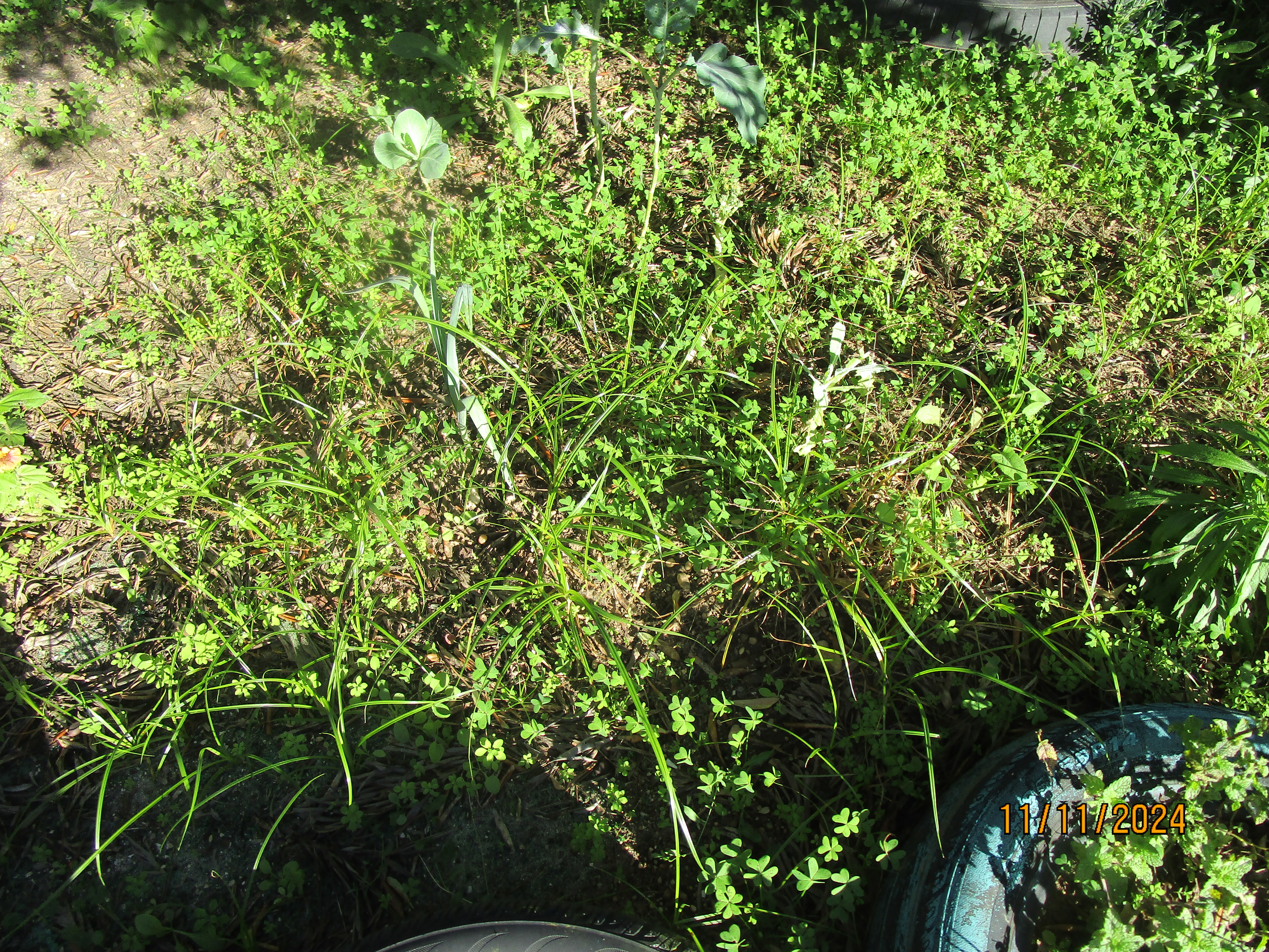 Plantas invasoras