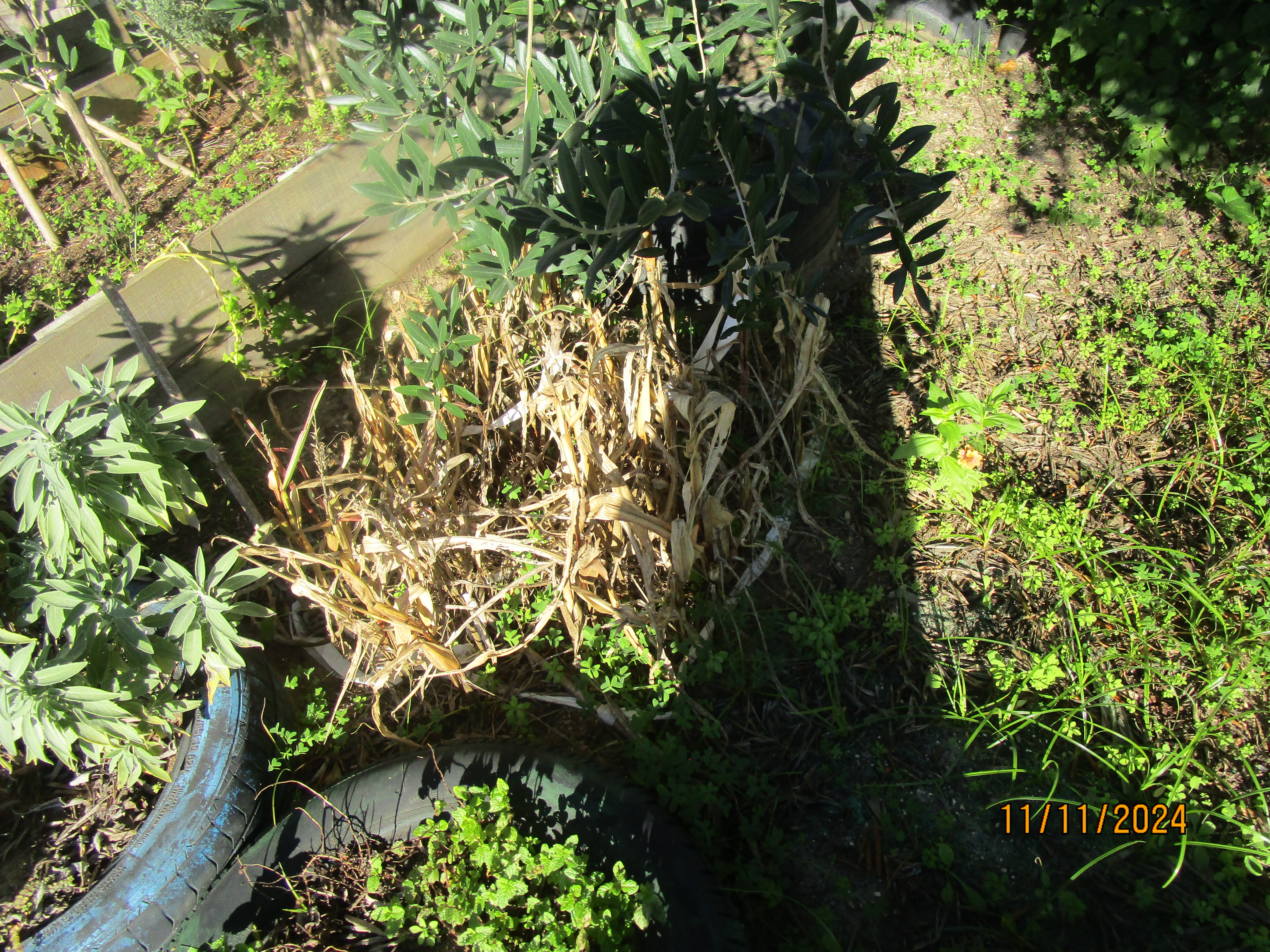Restos de plantas secas