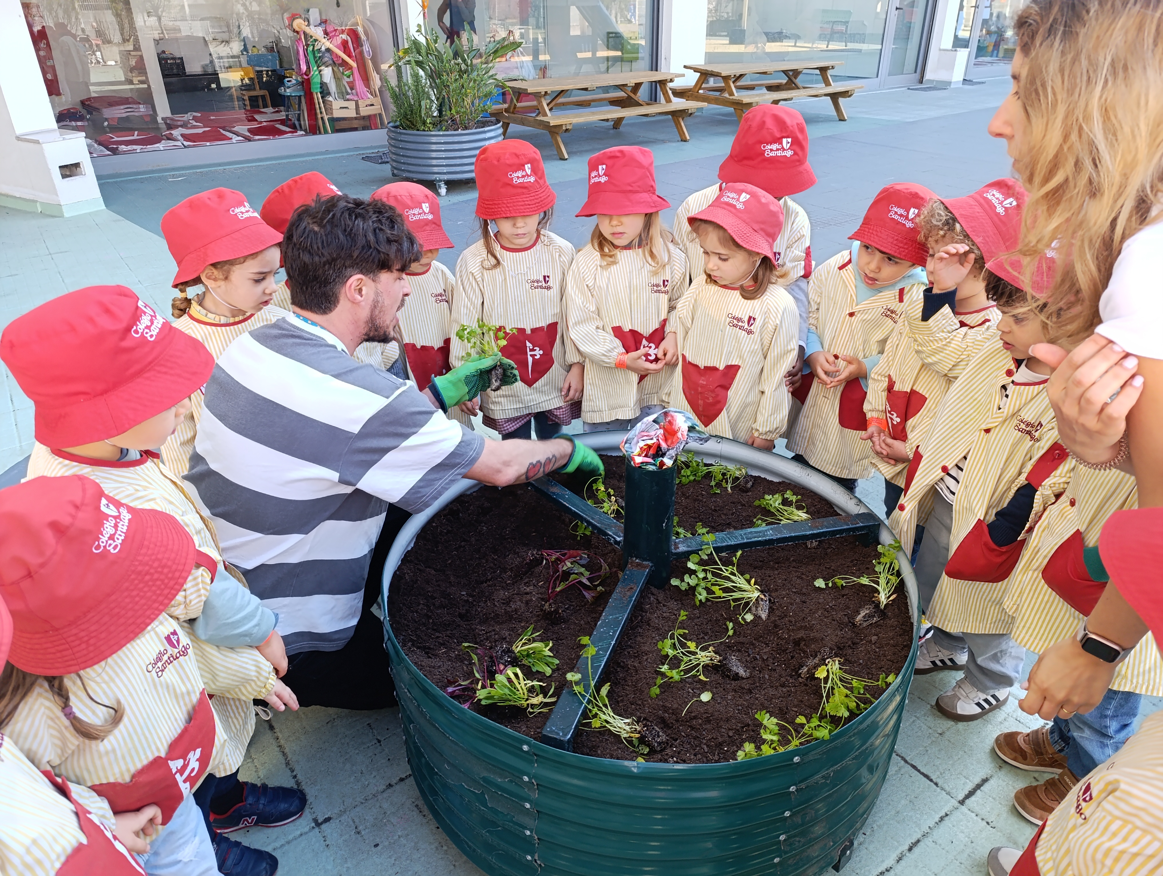 Plantação de ervas aromáticas