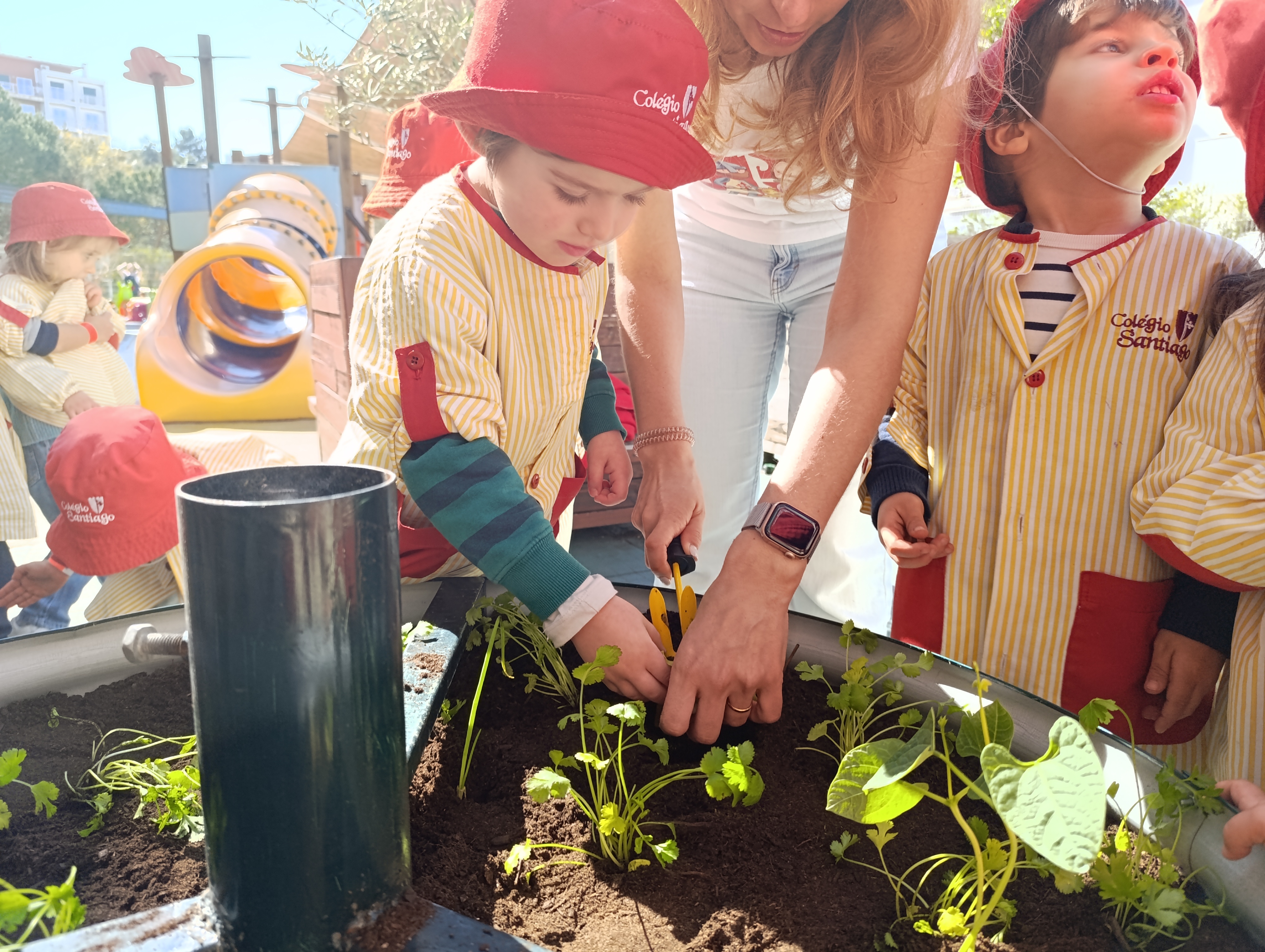 Plantação de morangueiros